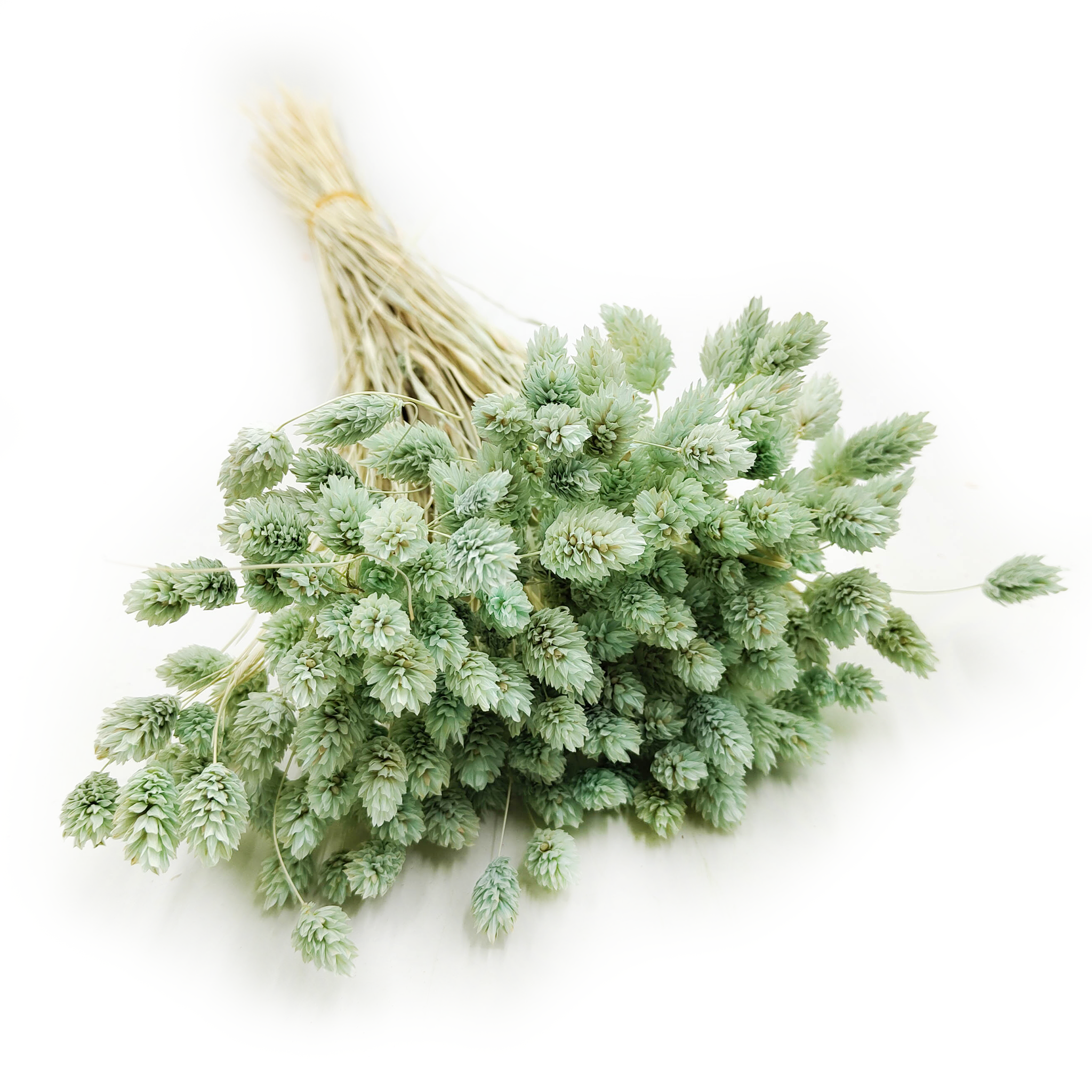 Phalaris séché – Vert Menthe