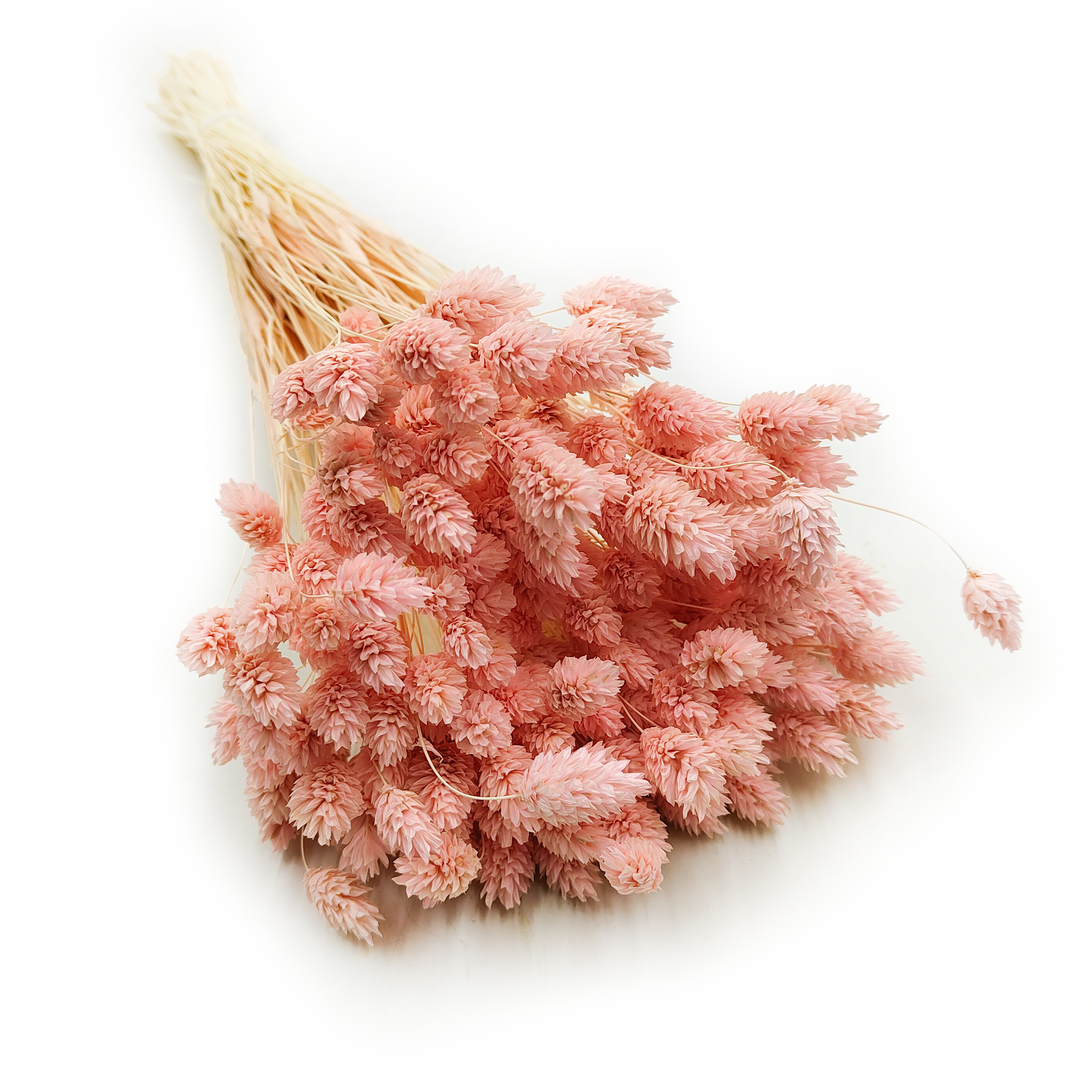 Phalaris Séché – Saumon