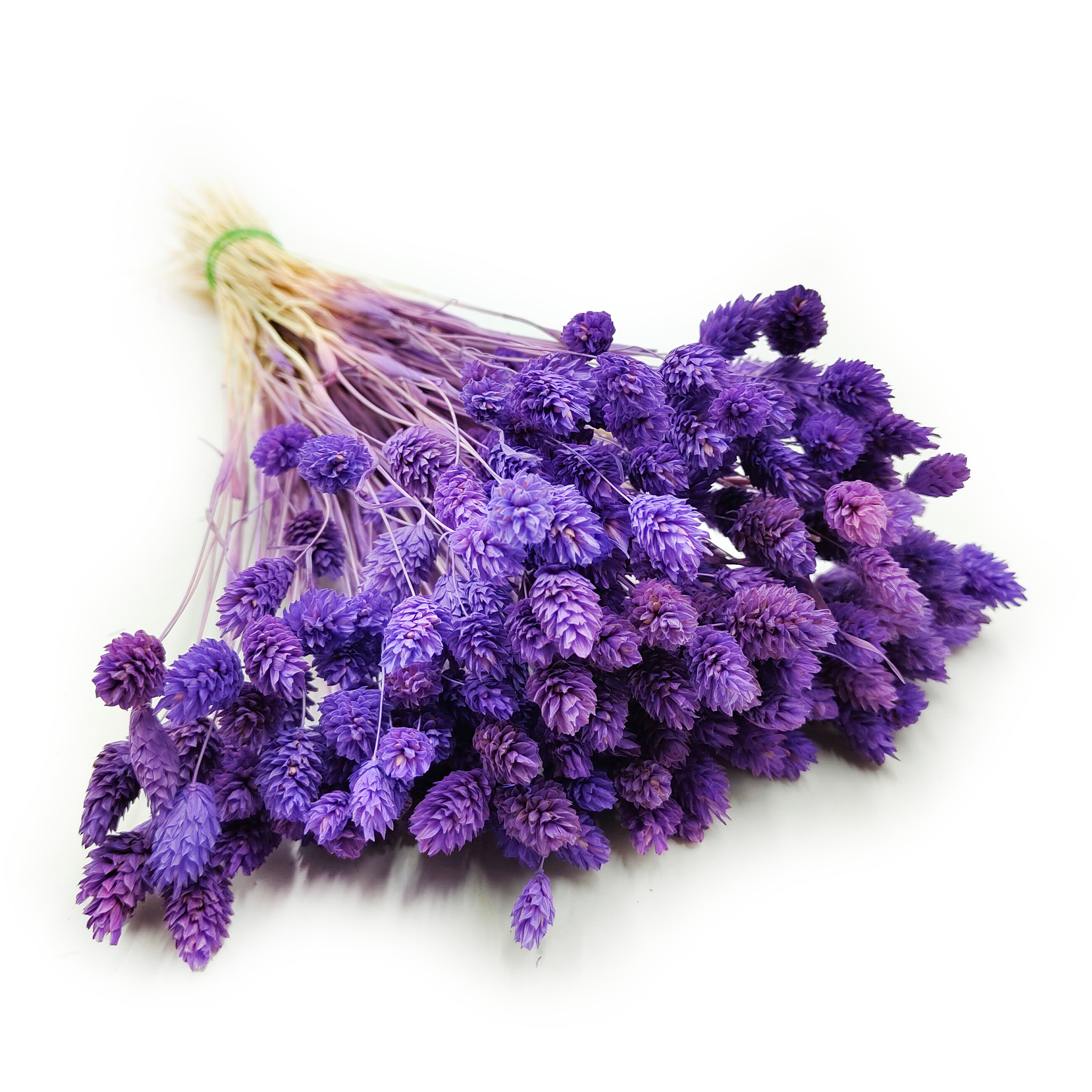 Phalaris séché – Violet