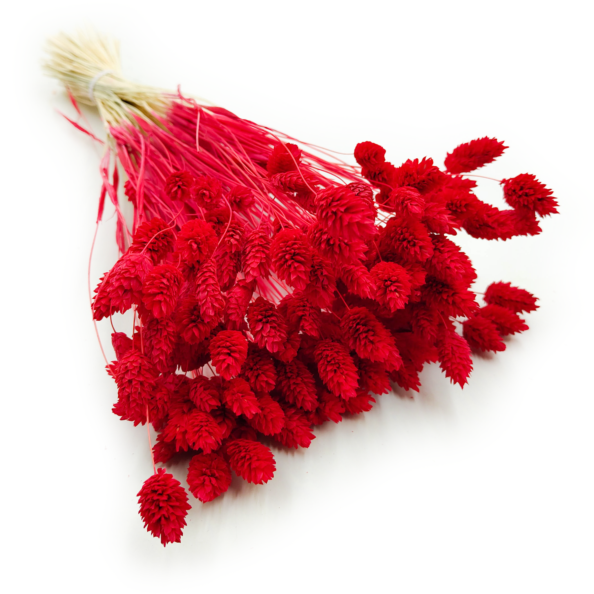 Phalaris séché – Rouge