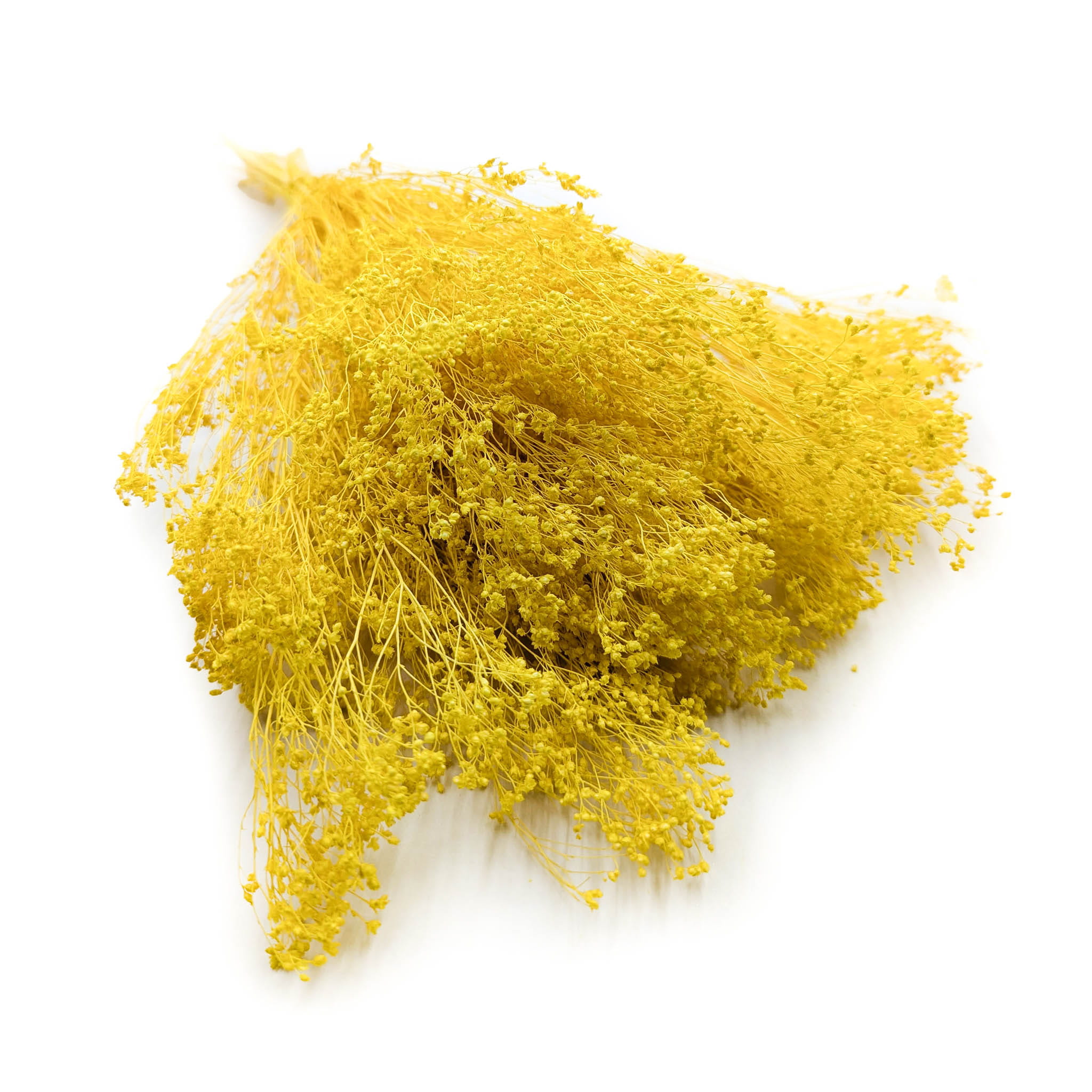 Broom Bloom – Genêt Séché – Jaune