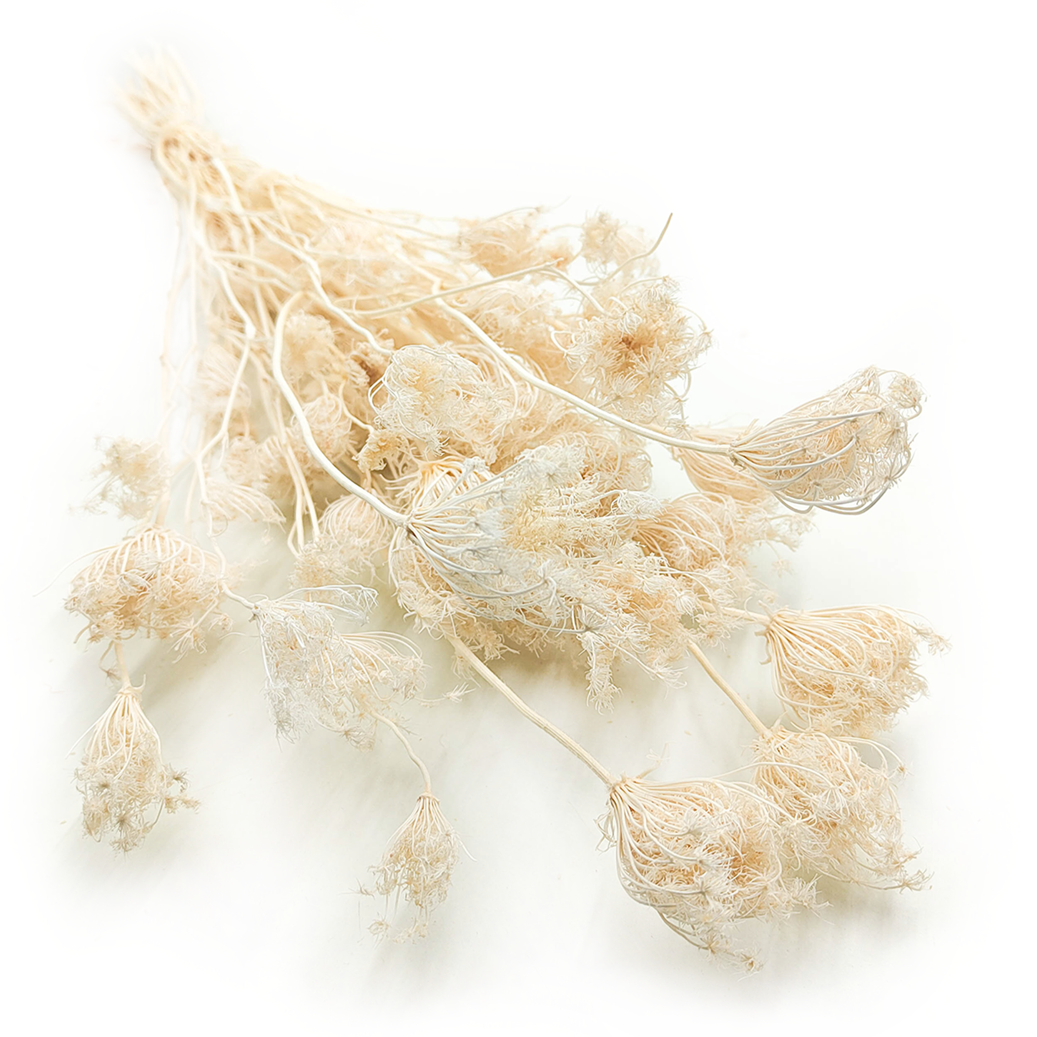 Fenouil Séché – (Foeniculum vulgare) – Blanchi