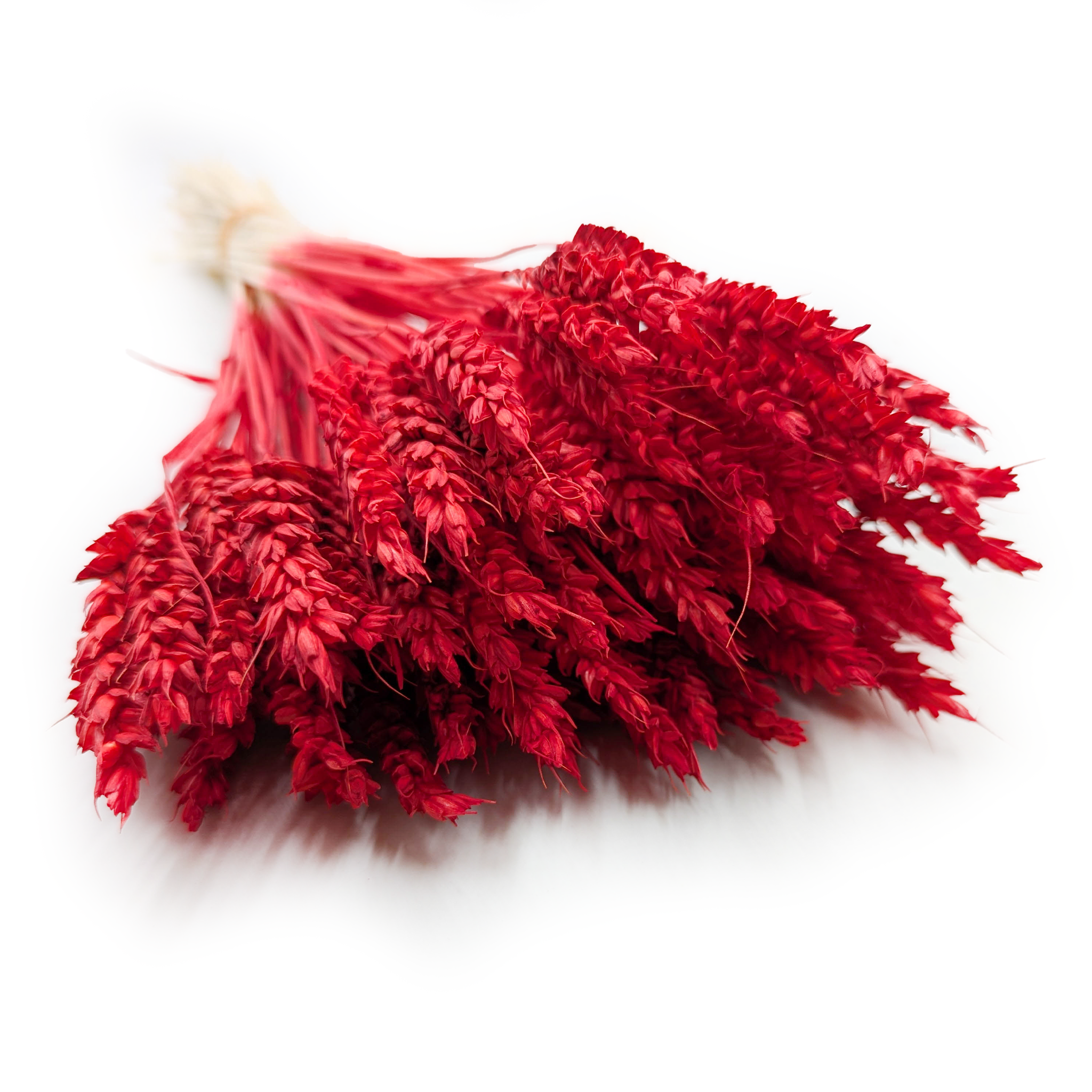 Blé Séché – Rouge