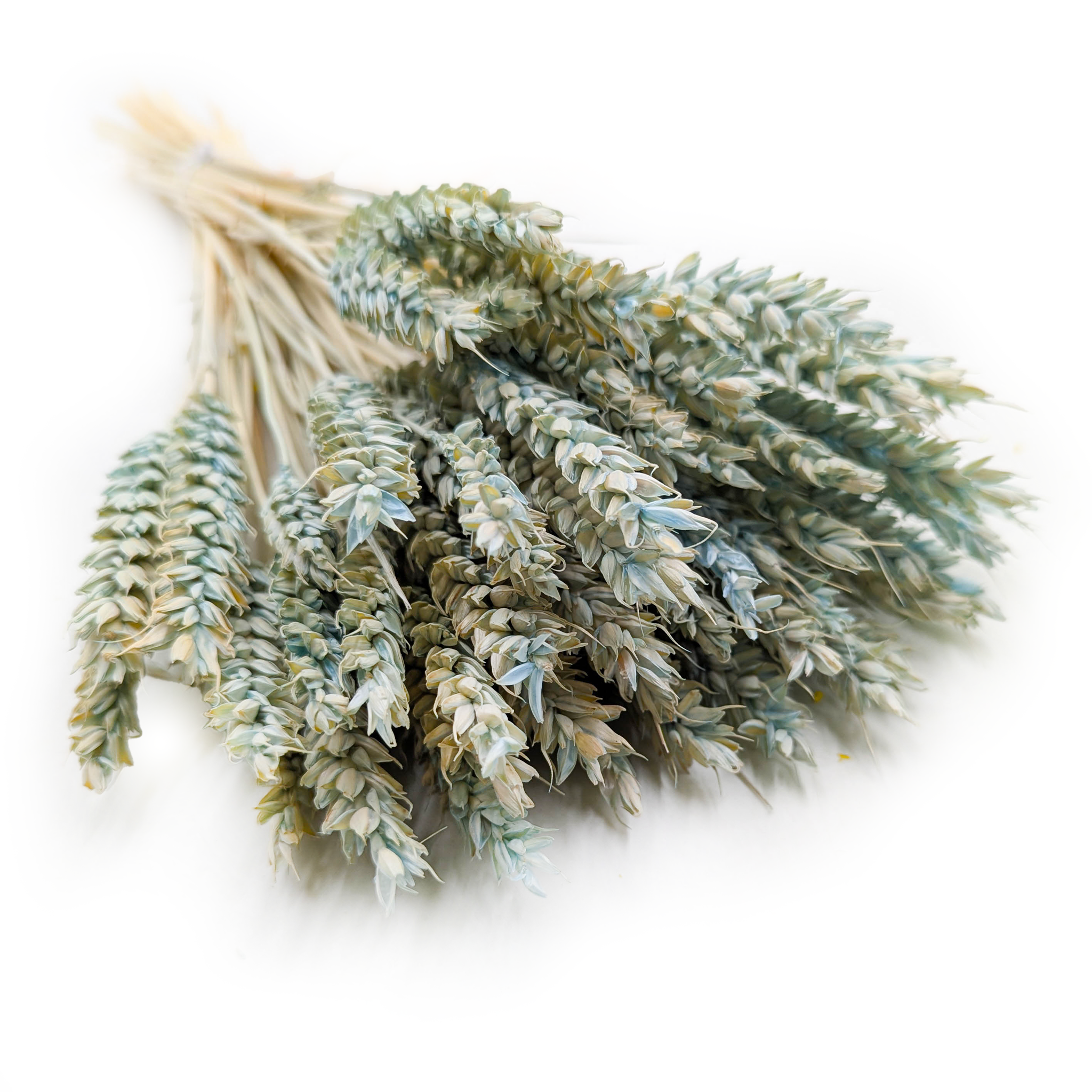 Blé Séché – Menthe