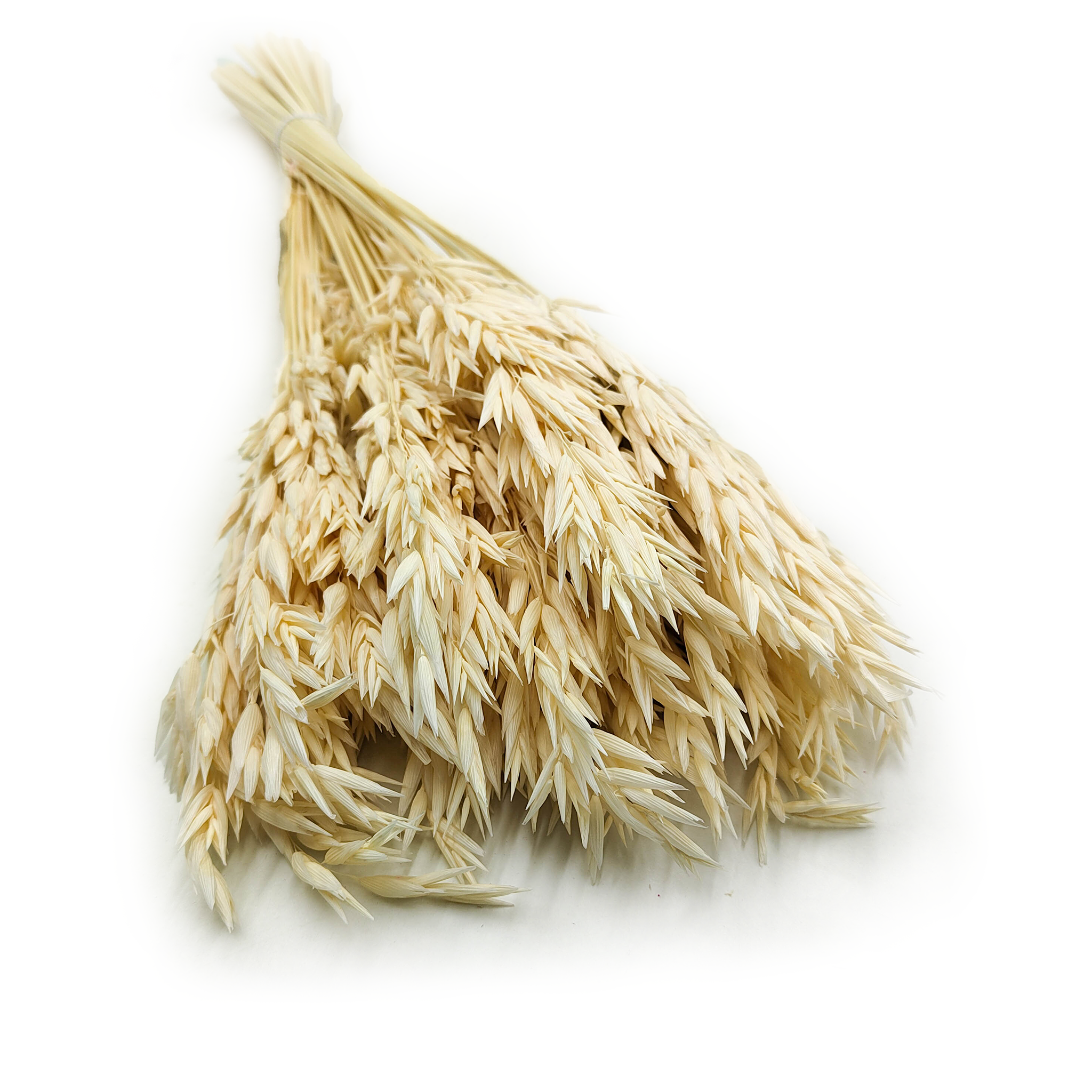 Avoine Séchée – (Avena sativa) – Blanchie