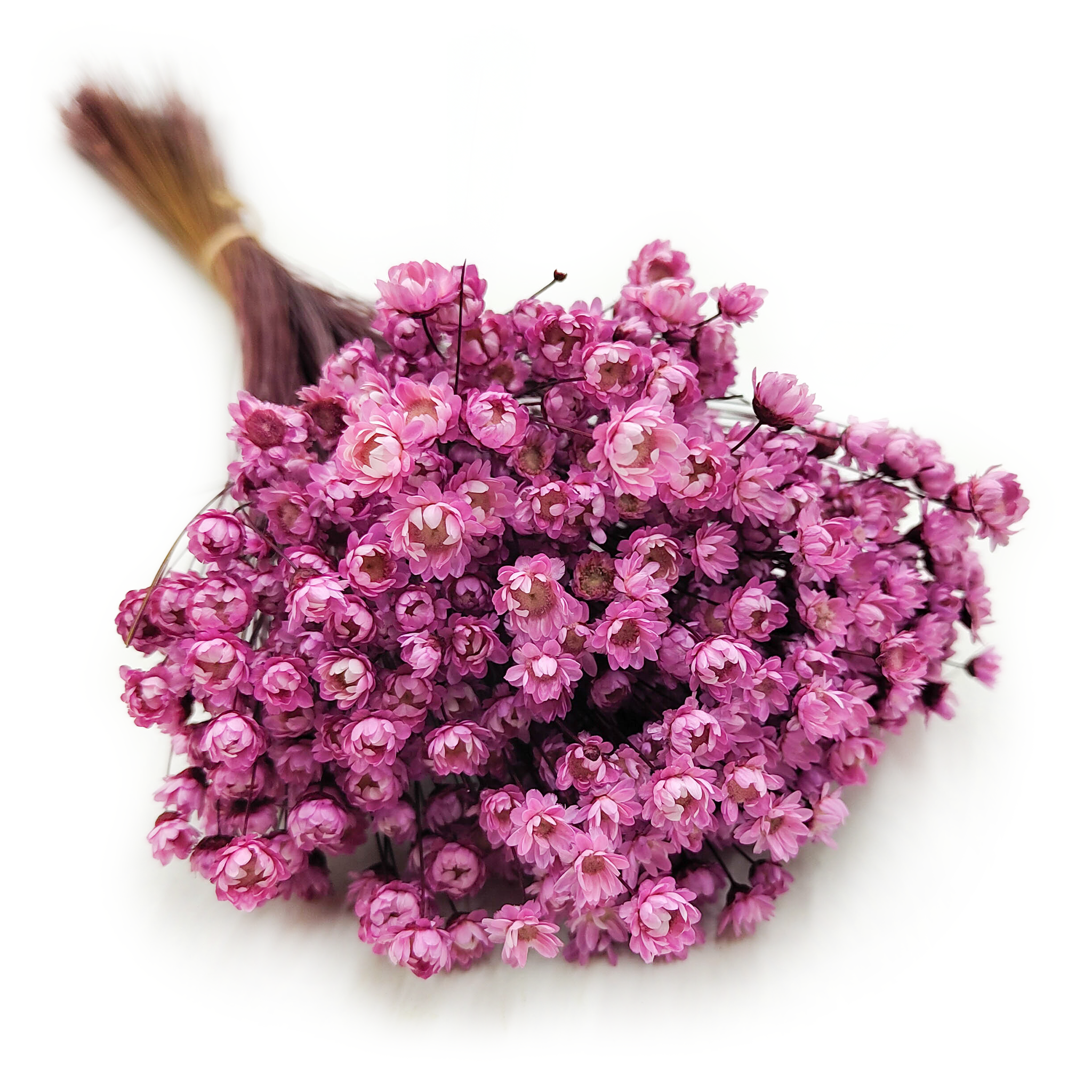Glixia Séchée – (Comanthera, Glixia Marcela) – Rose