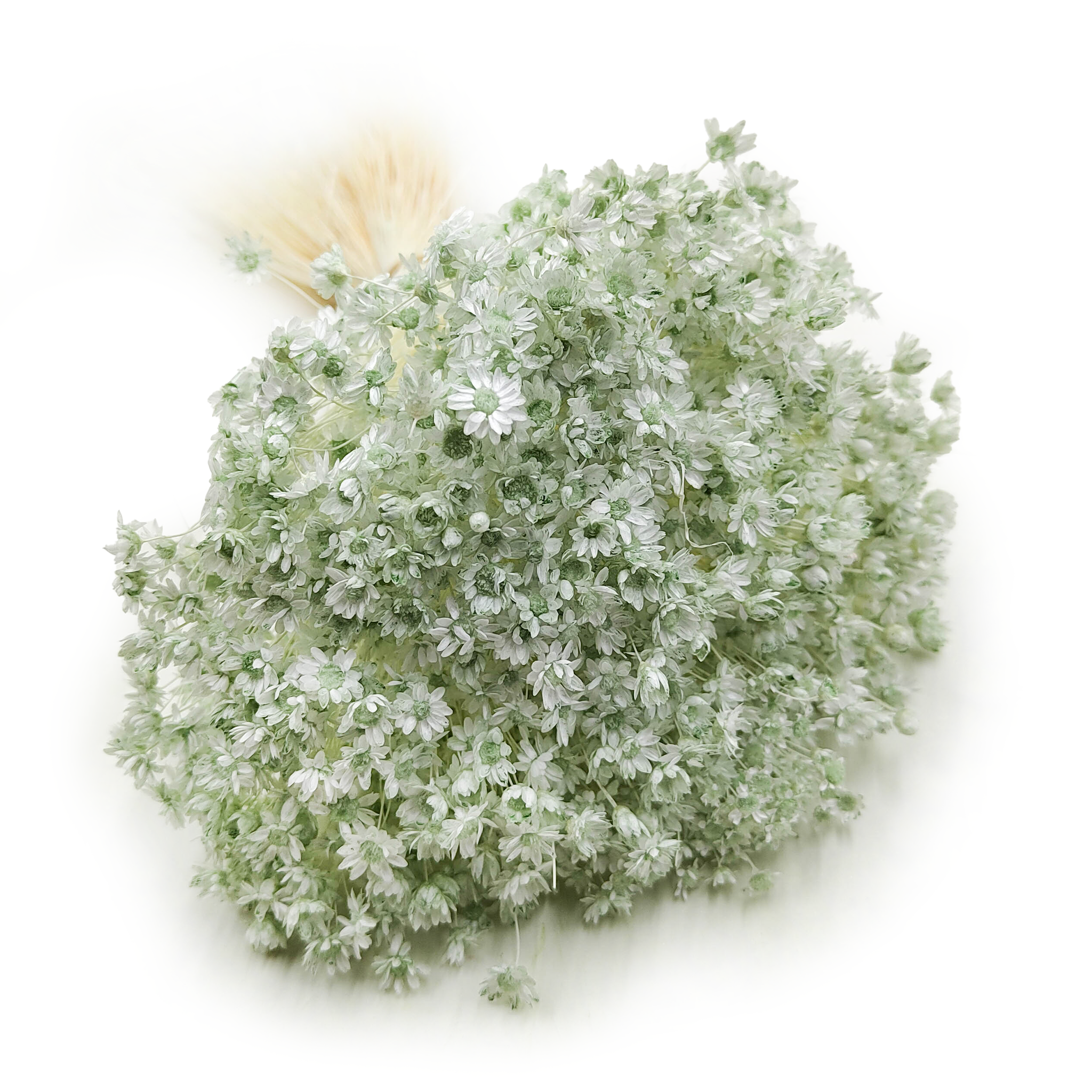 Glixia Séchée – (Comanthera, Glixia Marcela) – Menthe