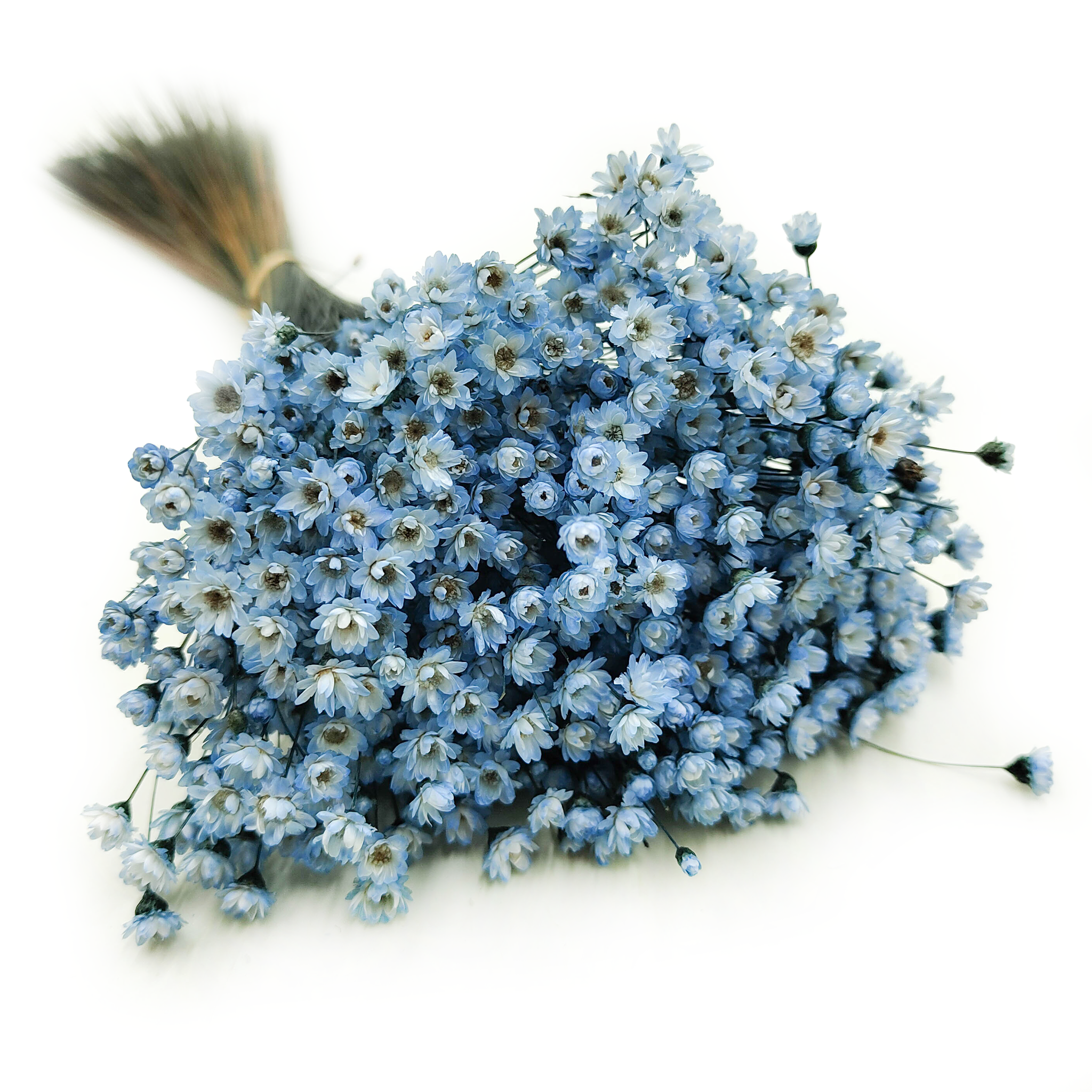 Glixia Séchée – (Comanthera, Glixia Marcela) – Bleu