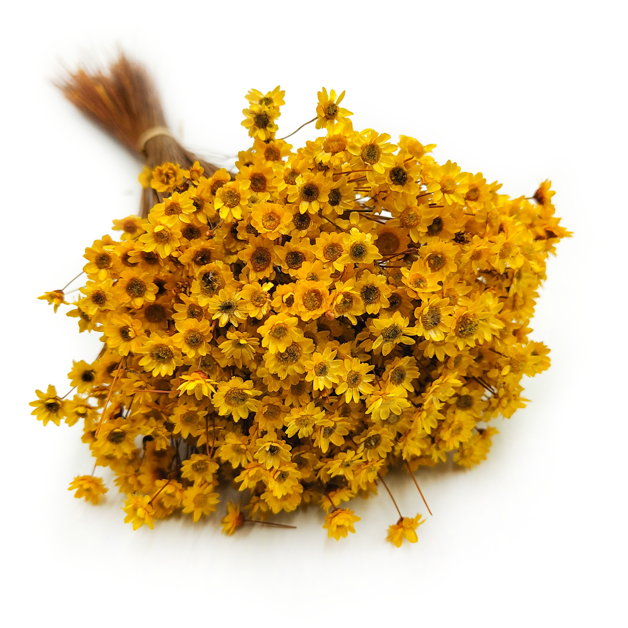 Glixia Séchée – (Comanthera, Glixia Marcela) – Jaune