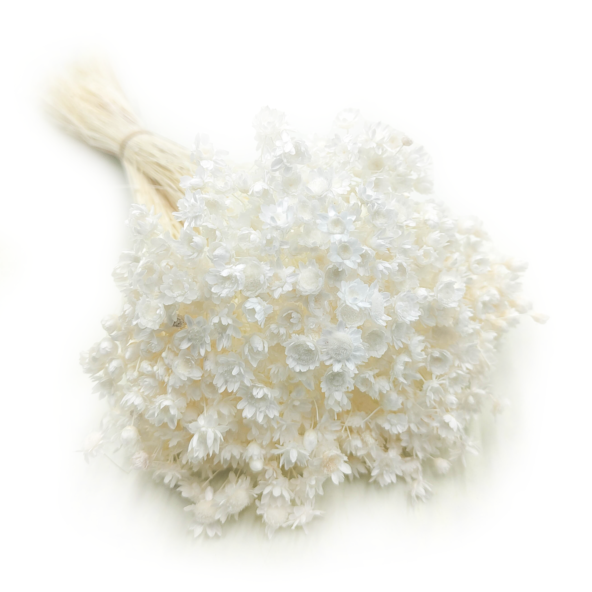 Glixia Séchée – (Comanthera, Glixia Marcela) – Blanchie