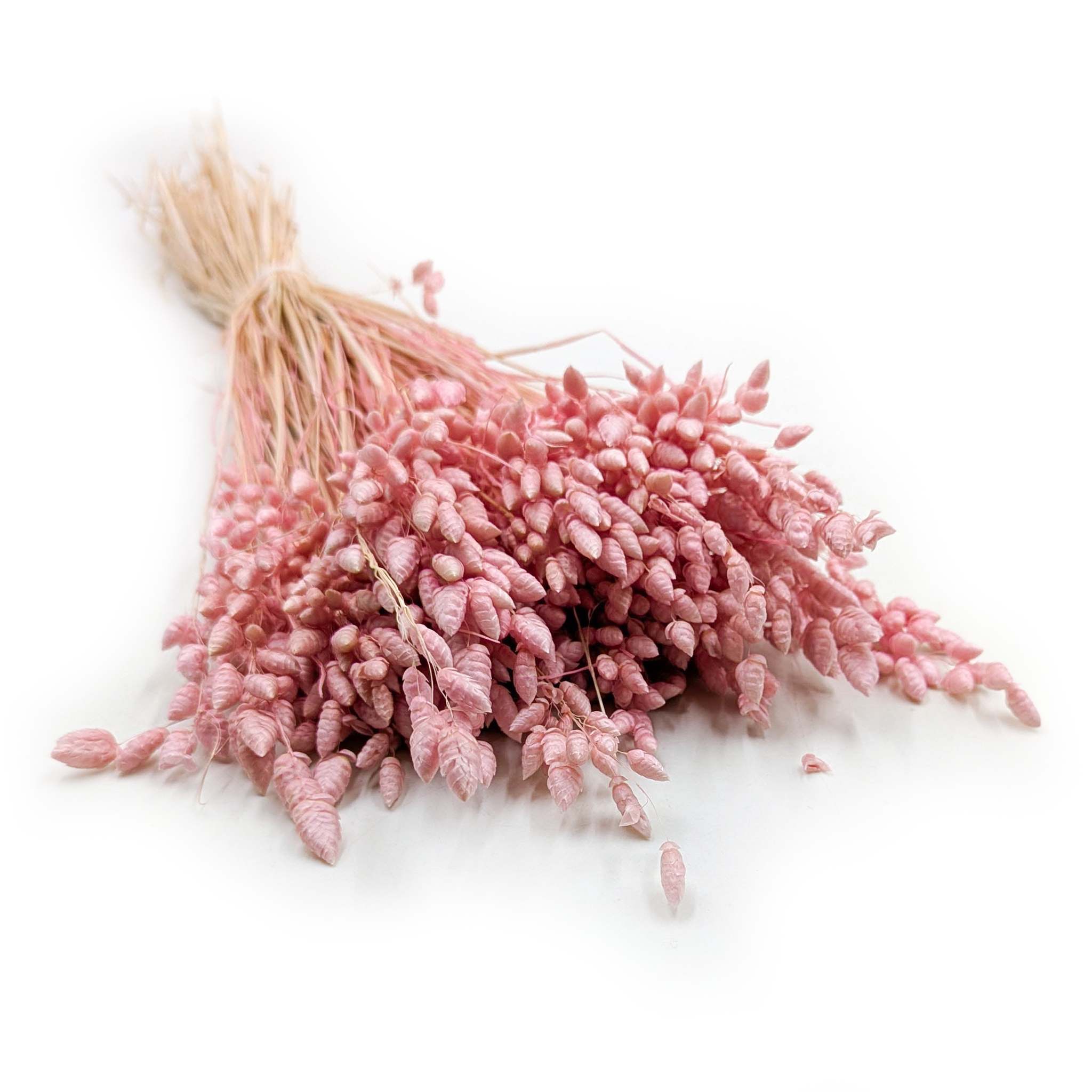 Briza Séchée – (Briza maxima) – Rose