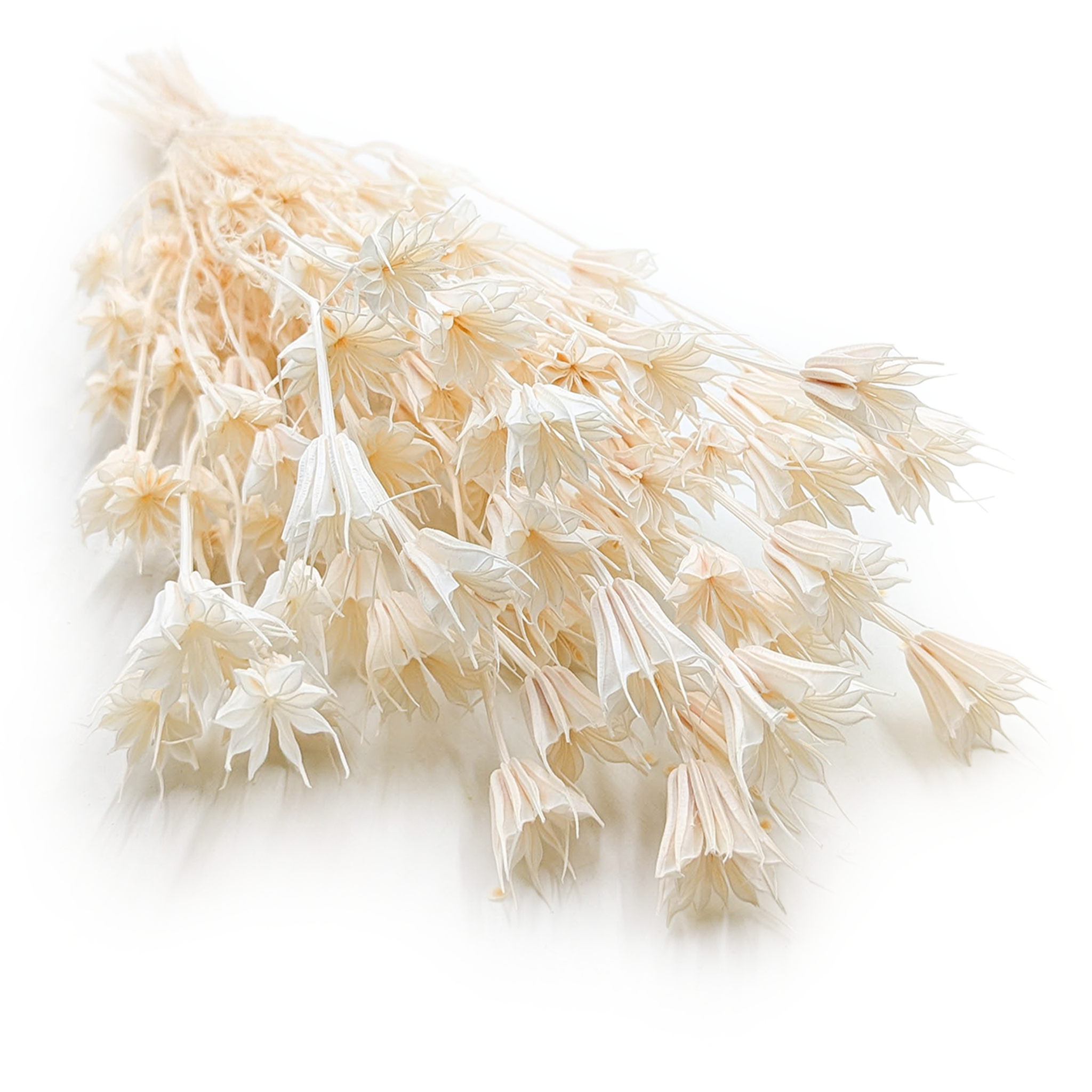 Nigelle Orientale Séchée – (Nigella Orientalis) – Blanchie