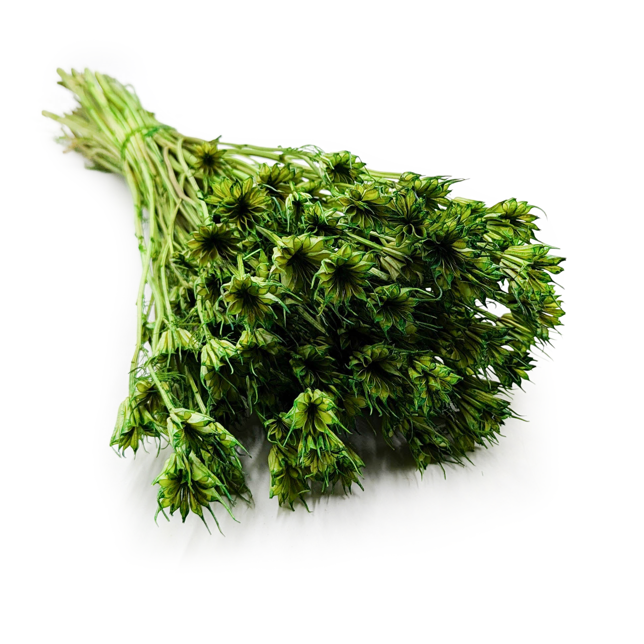 Nigelle Orientale Séchée – (Nigella Orientalis) – Verte