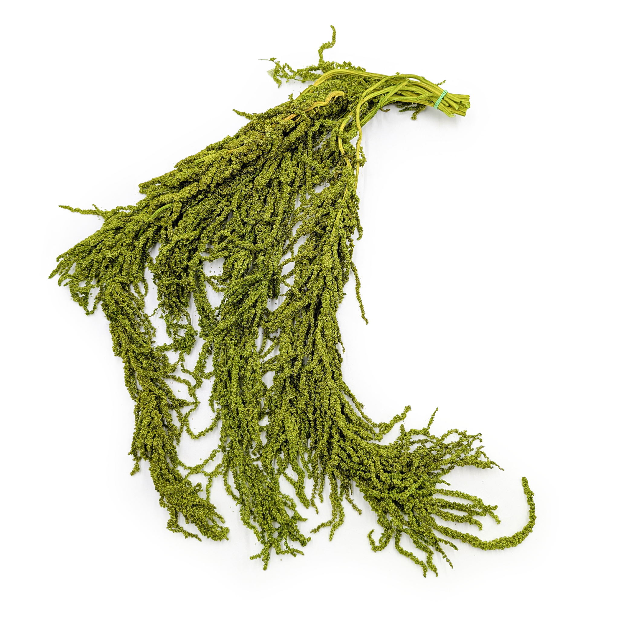 Amarante stabilisé – Vert clair