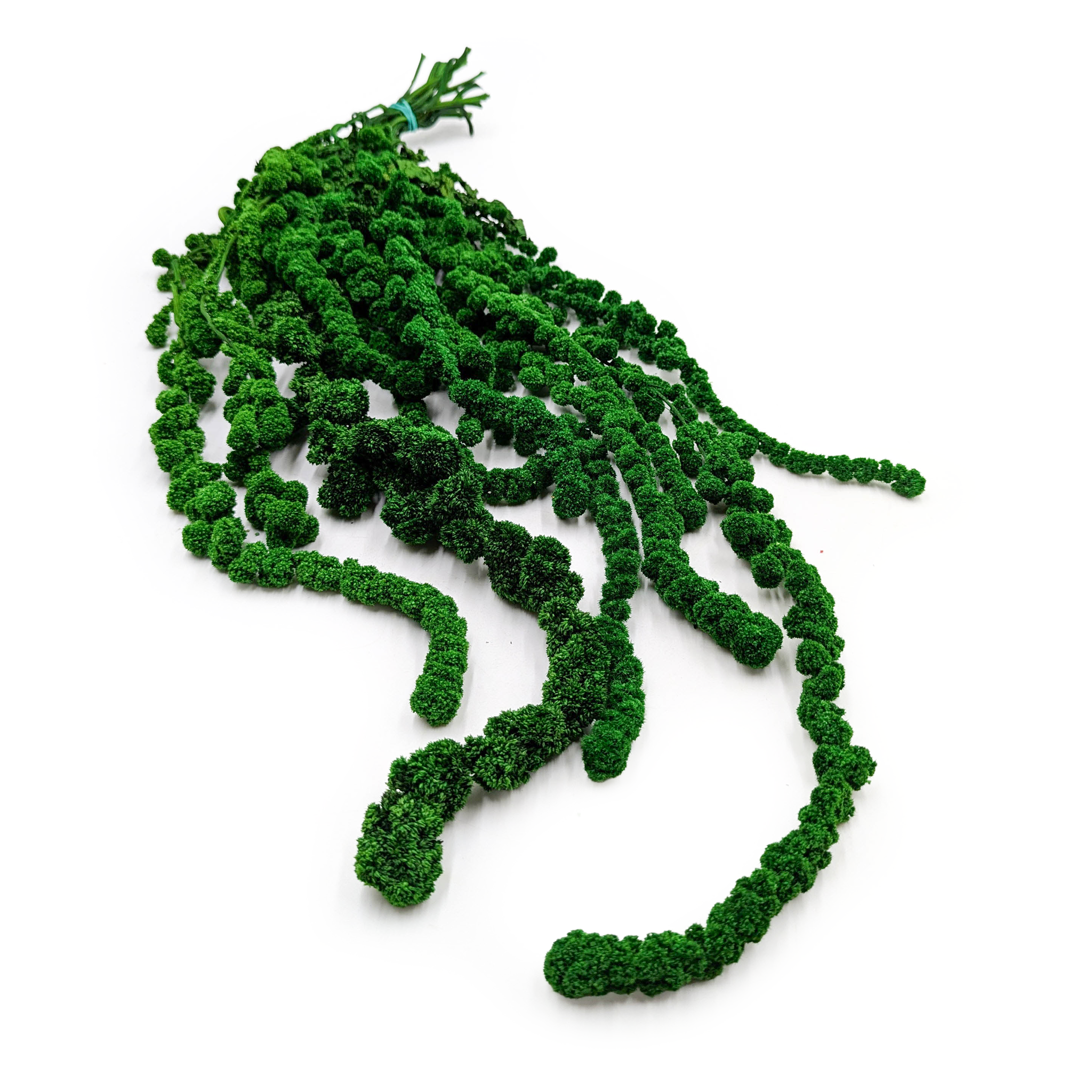 Amarante stabilisée – Verte