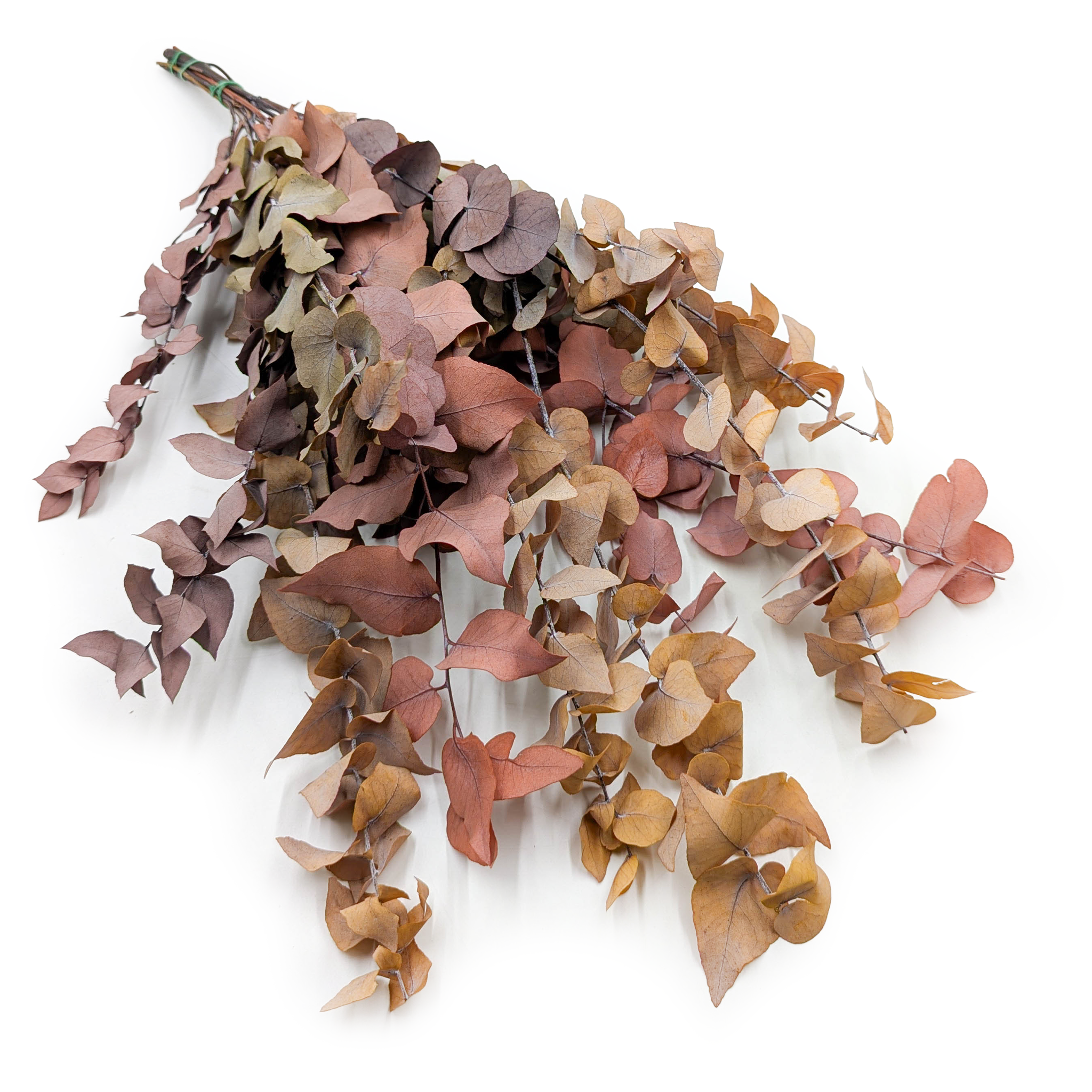 Eucalyptus Stabilisé – Stuartiana – Mélange Automnal