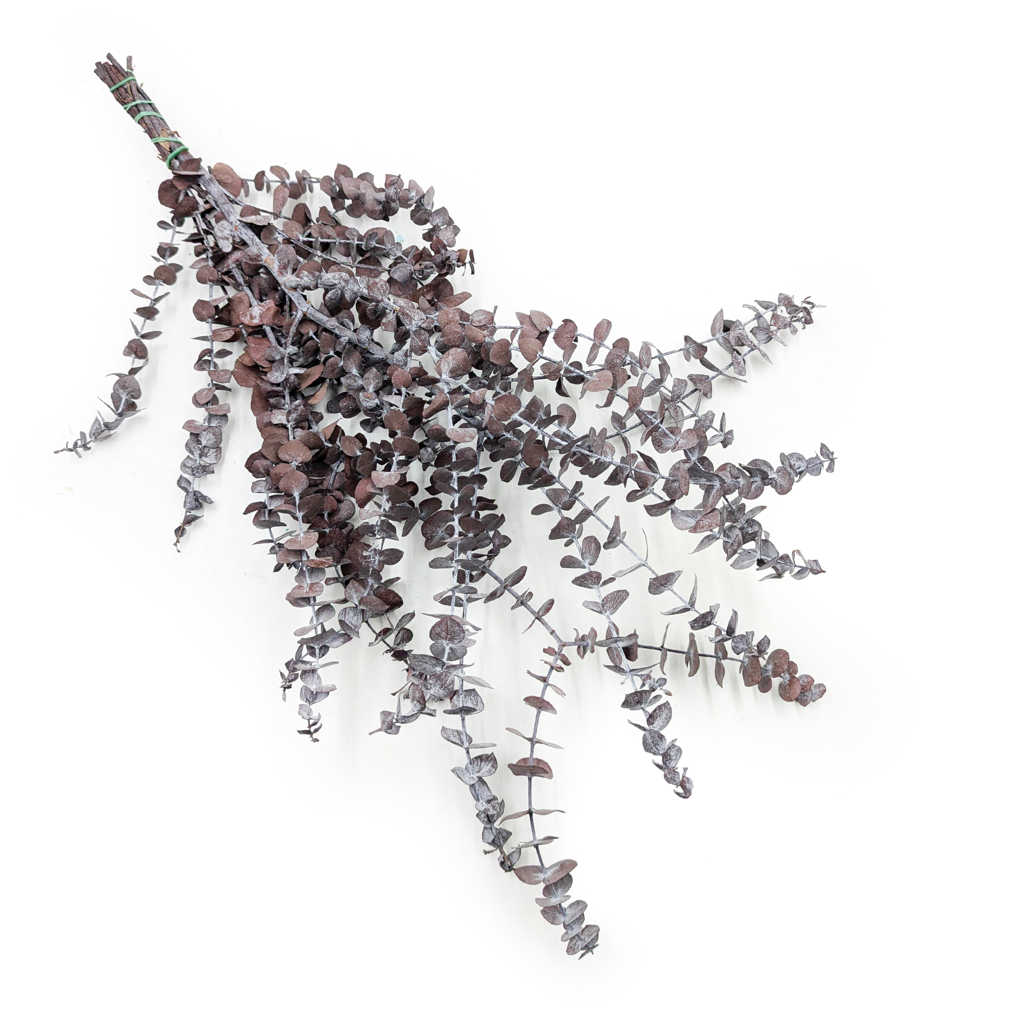 Eucalyptus stabilisé – Baby Blue – Rouge