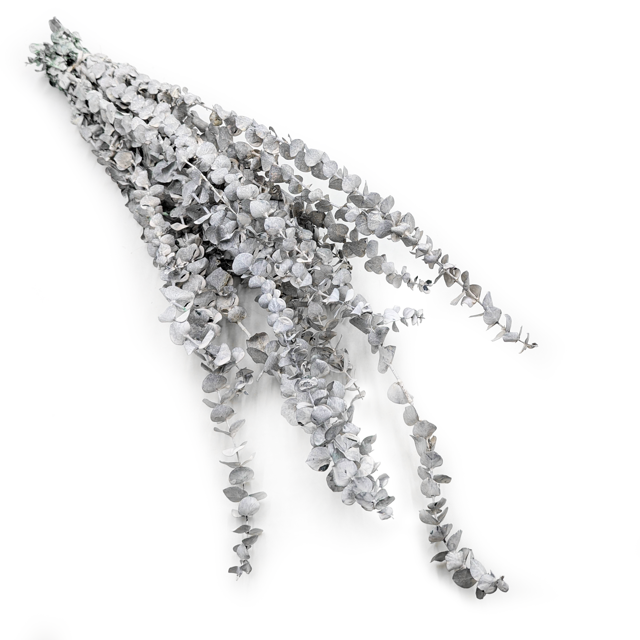 Eucalyptus stabilisé – Baby – Vert blanchi