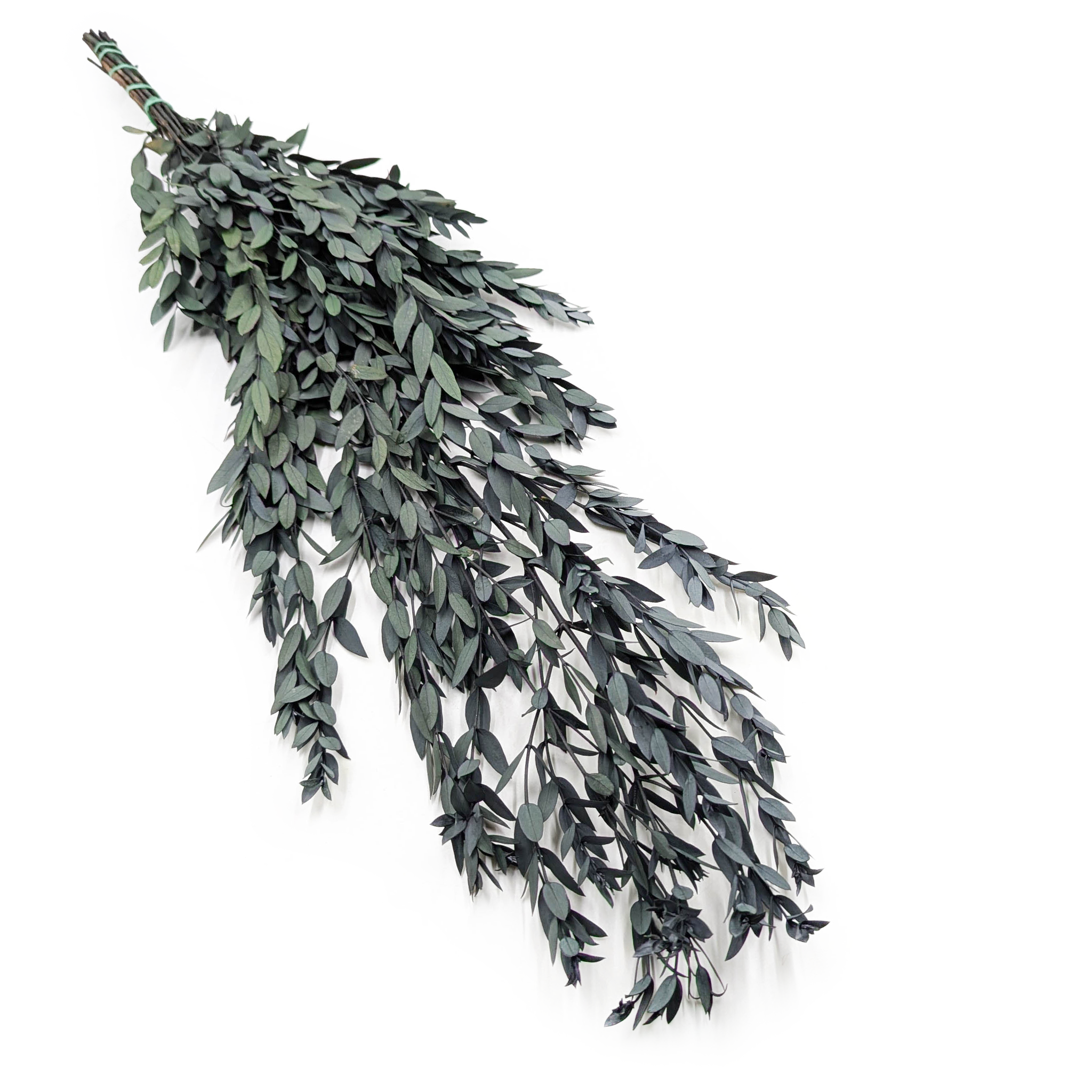 Eucalyptus stabilisé – Parvifolia – Vert