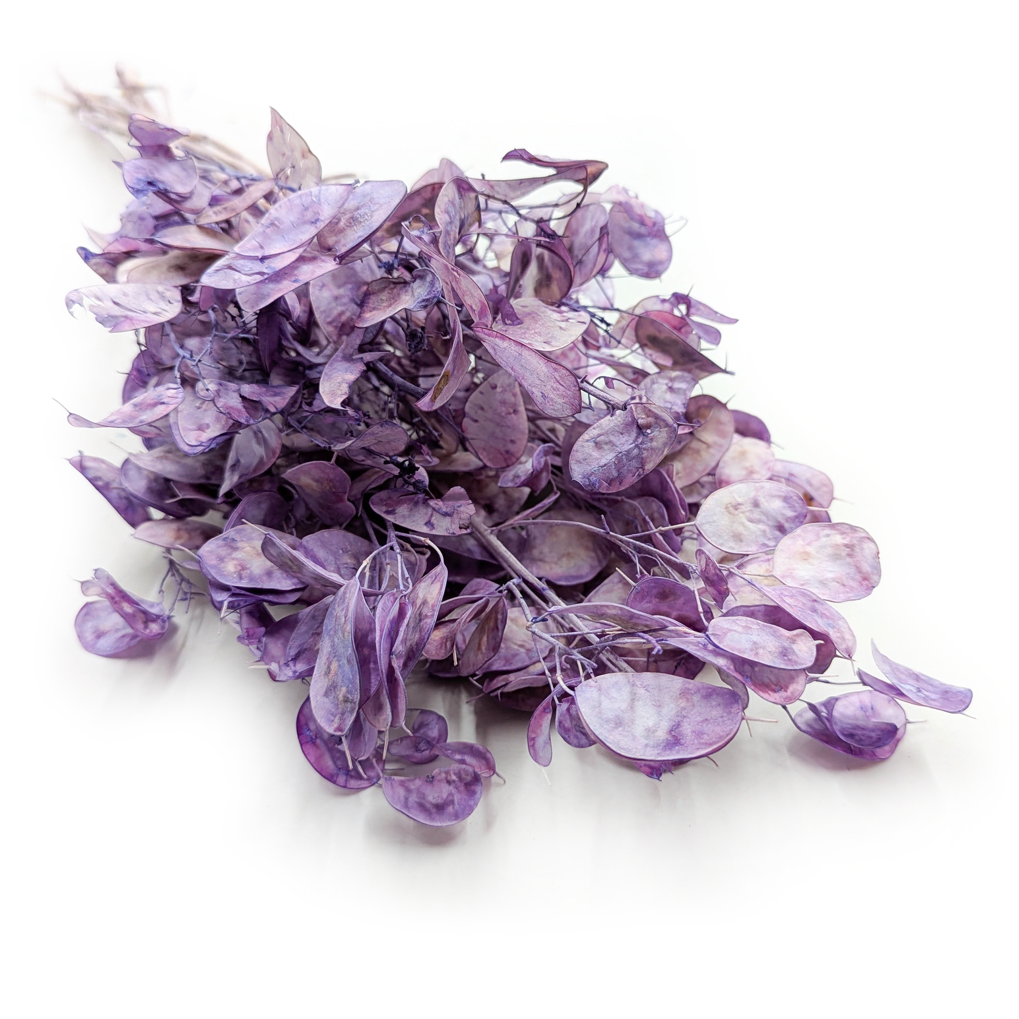 Lunaria Séchée – (Lunaria Annua) – Lavande
