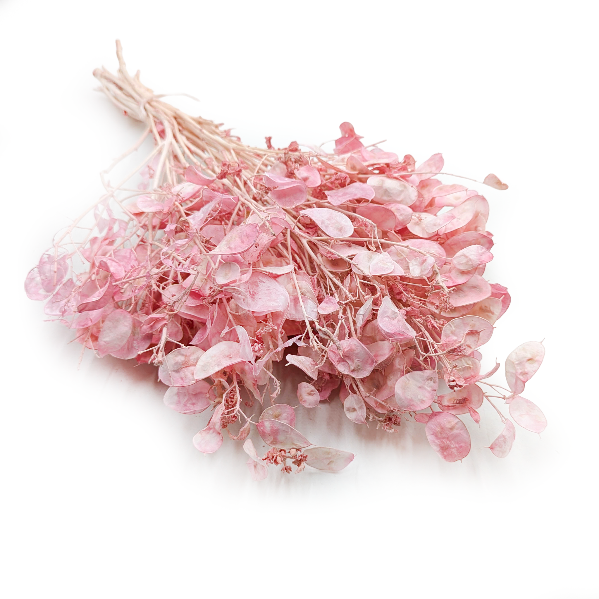 Lunaria Séchée – (Lunaria Annua) – Rose