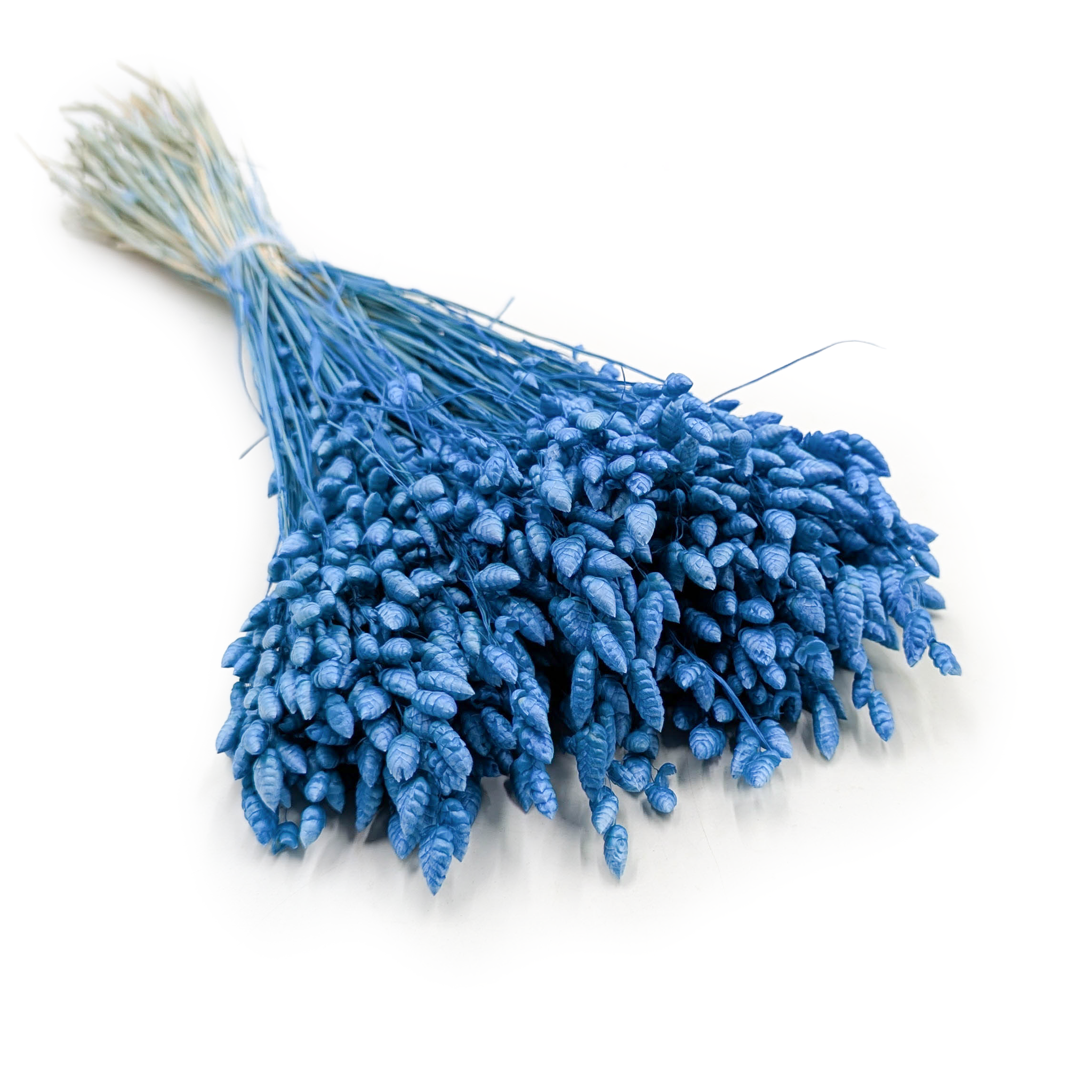 Brize séchée – (Briza Maxima) – Bleue