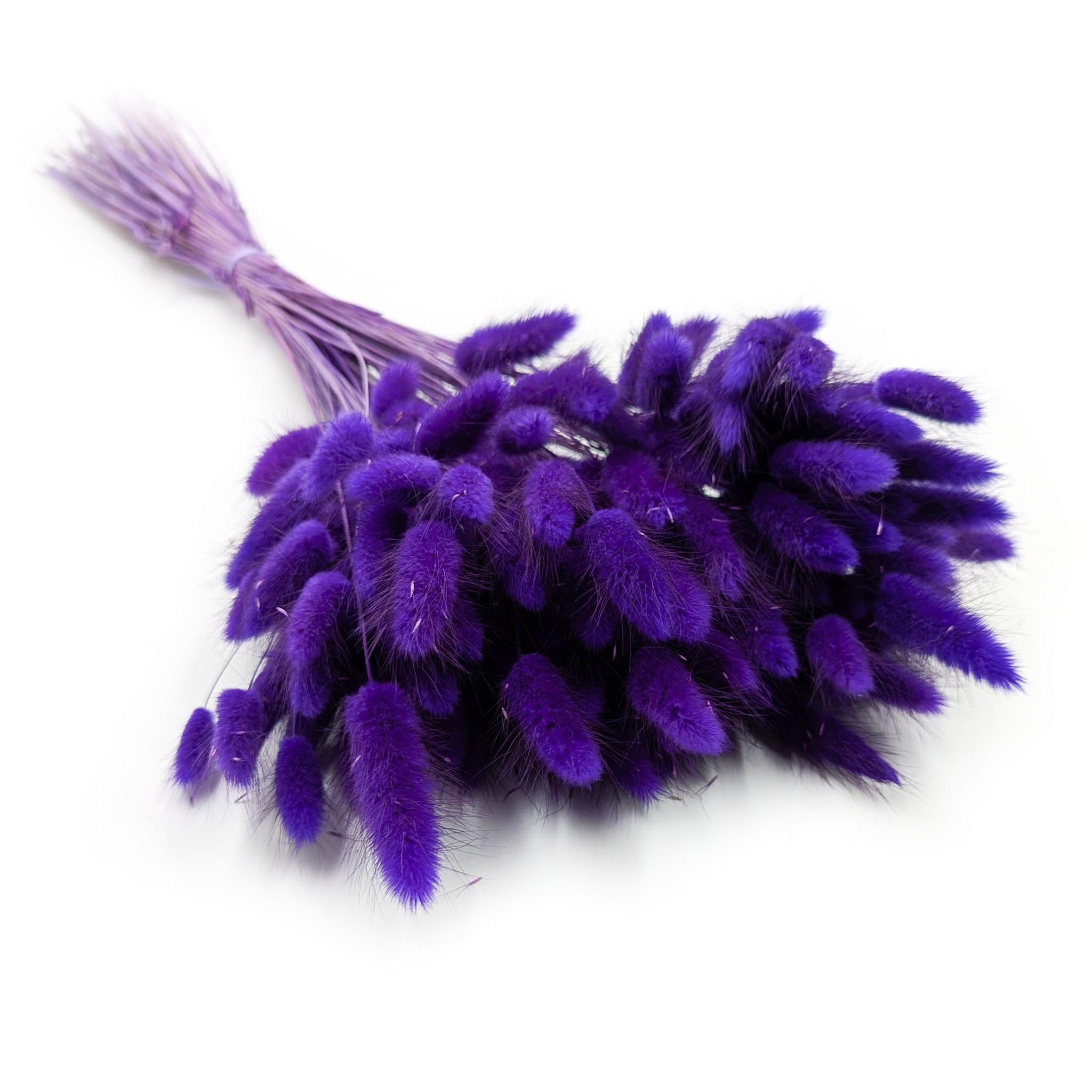 Lagurus séchée – Queue-de-lièvre – Violet