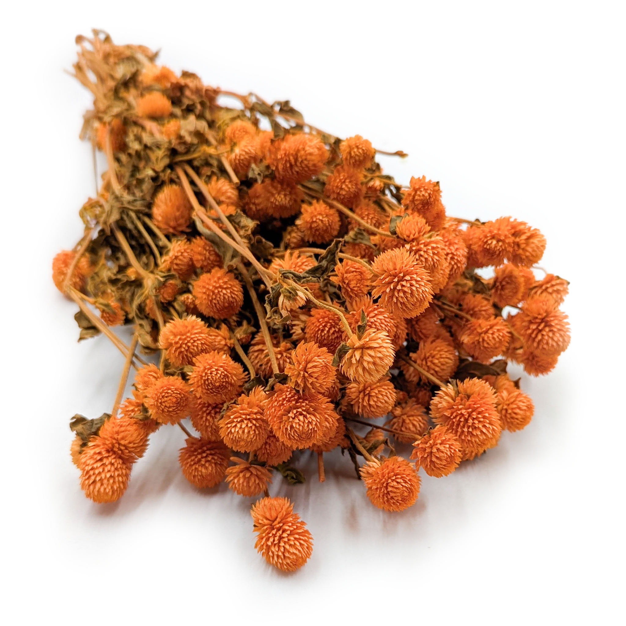 Gomphrena Globosa Séchée – (Bouton de Globe) – Orange