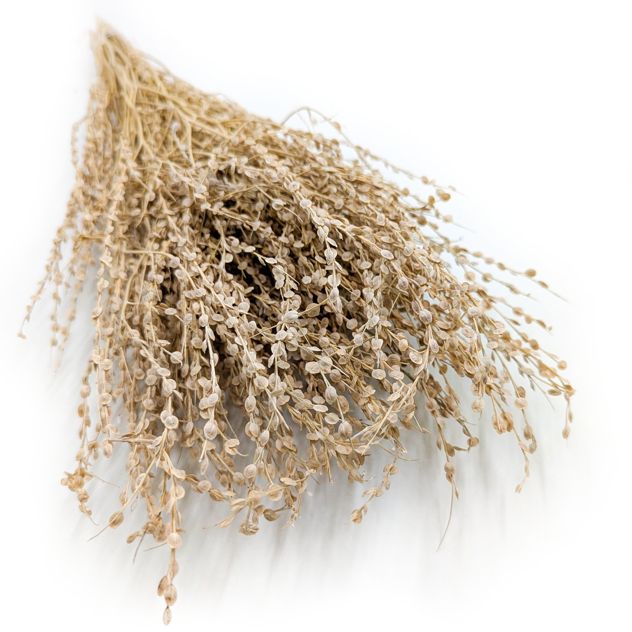 Lepidium séché – (Lepidium sativum) – naturel