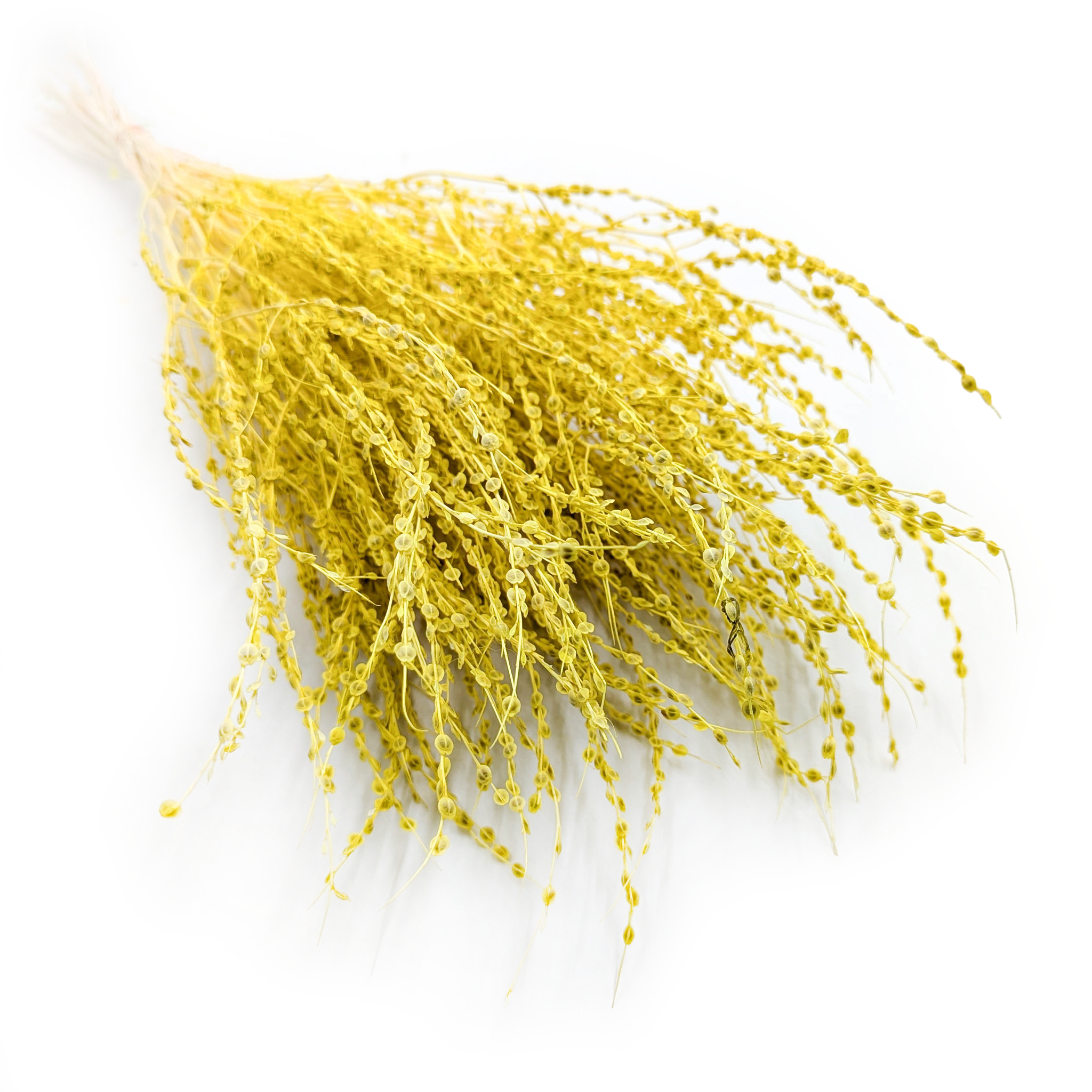 Lepidium (Lepidium sativum) – Jaune