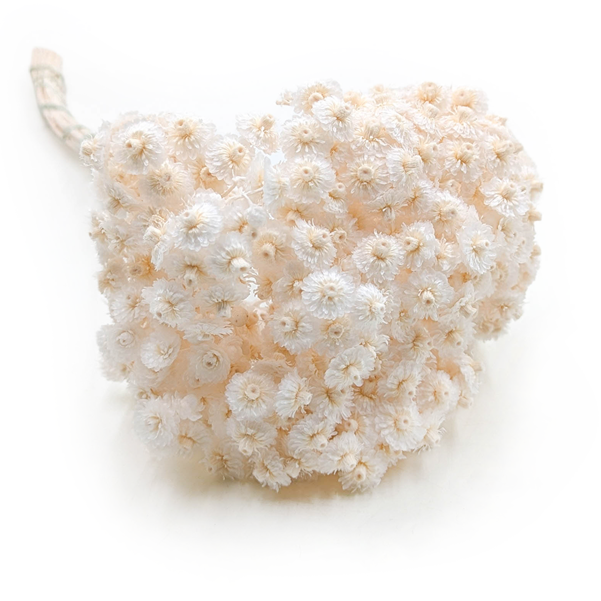 Immortelle Italienne Séchée – (Helichrysum italicum) – Blanchie