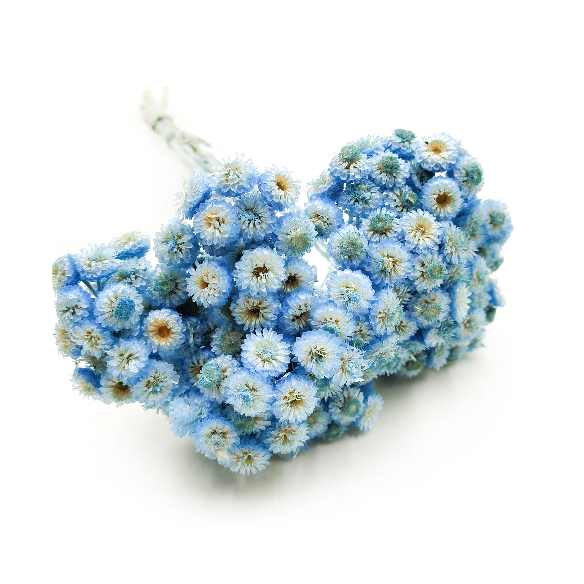Immortelle Italienne Séchée – (Helichrysum italicum) – Bleue