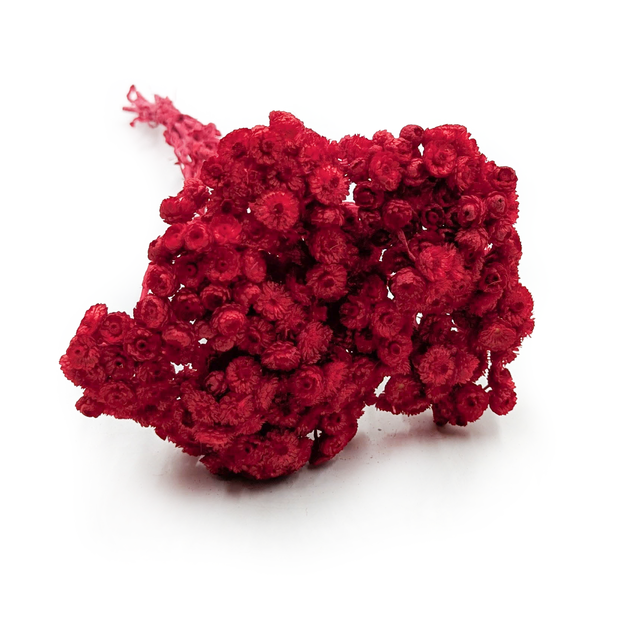 Immortelle Italienne Séchée – (Helichrysum italicum) – Rouge
