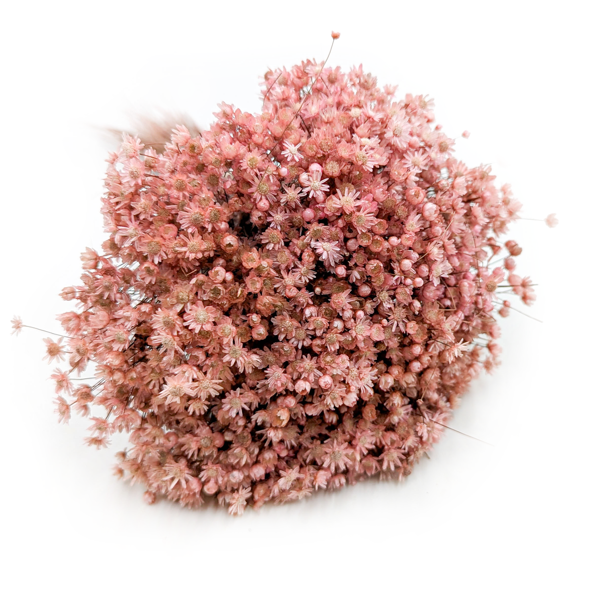 Glixia Séchée – (Glixia Marcela) – Rose