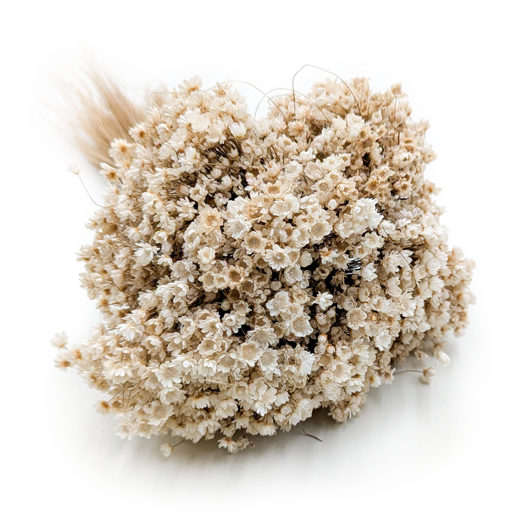 Glixia Séchée – (Comanthera, Glixia Marcela) – Blanc Naturel