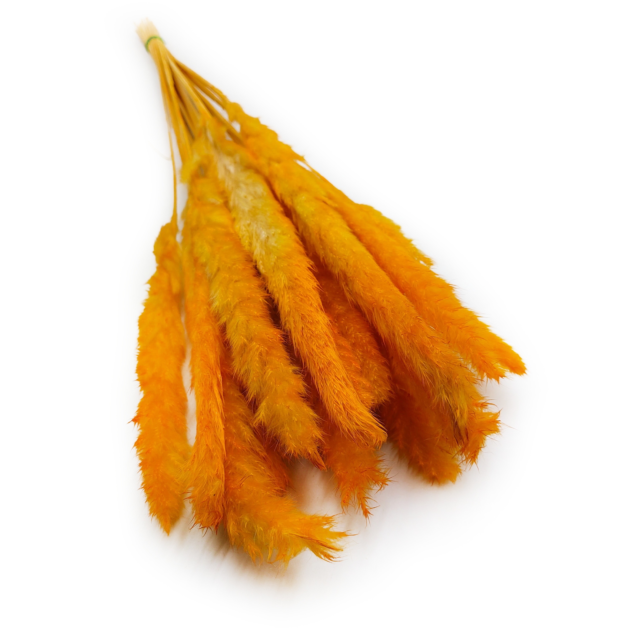 Mini Herbe de la pampa – Orange