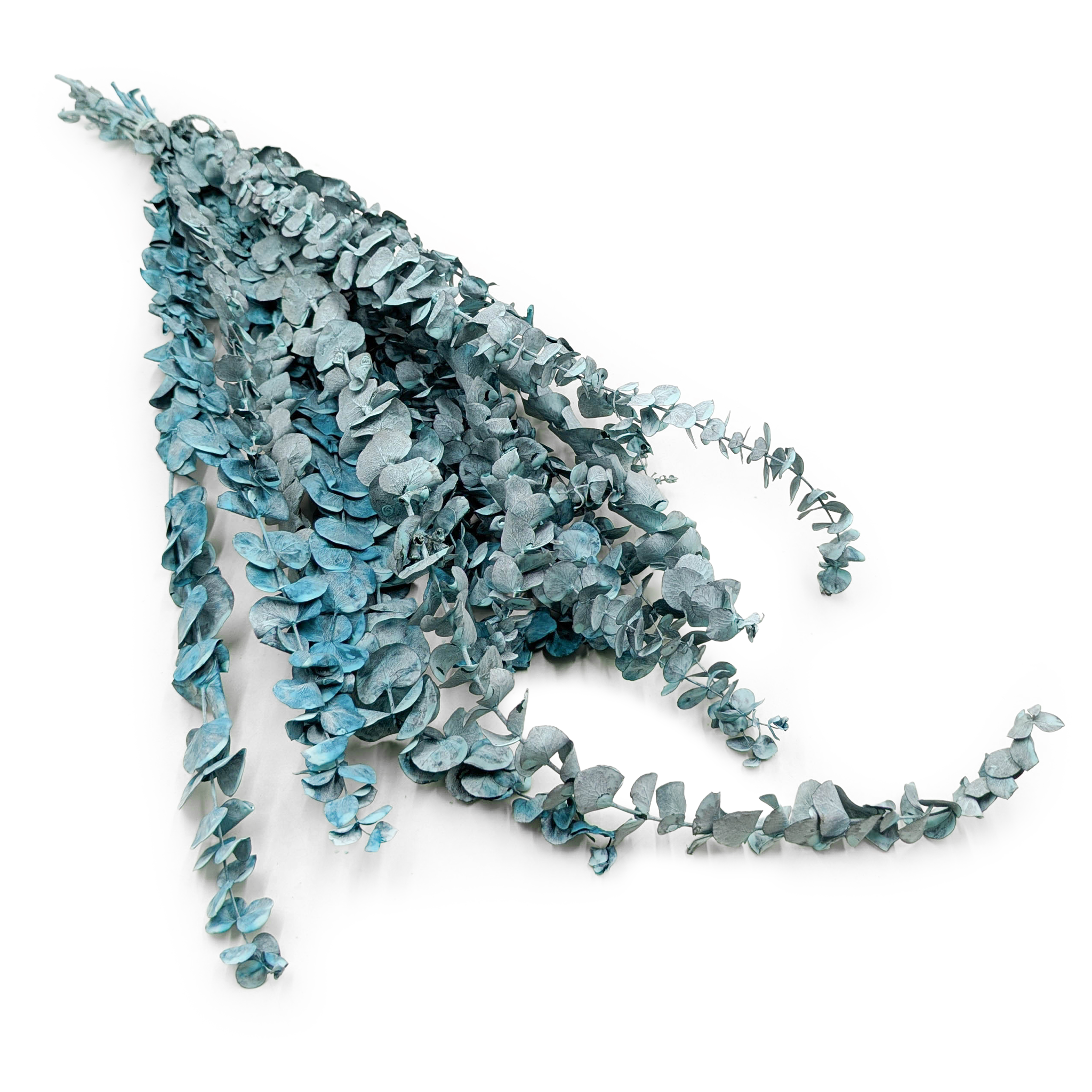 Eucalyptus stabilisé – Baby – Vert mat