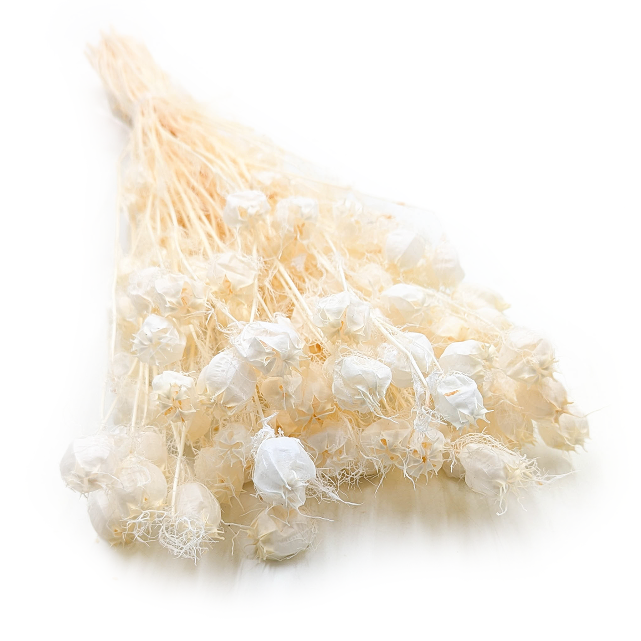 Nigelle Séchée – (Nigella Damascena) – Blanchie