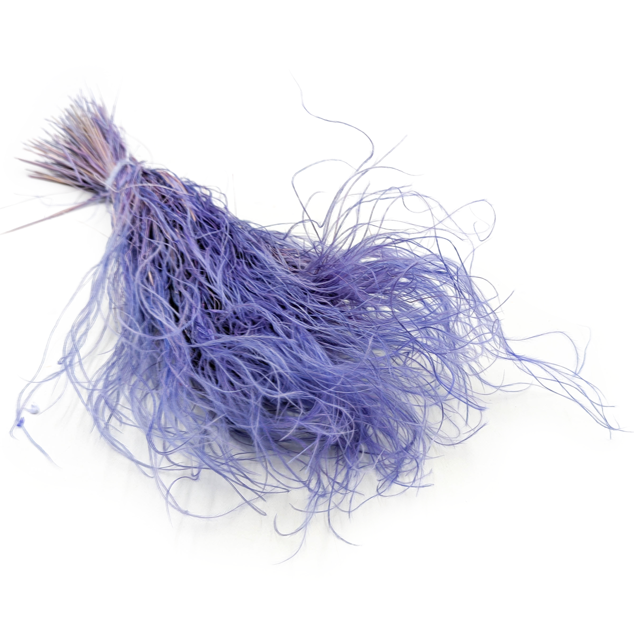 Stipa séchée – Herbe aux plumes – (Stipa pennata) – Lavande