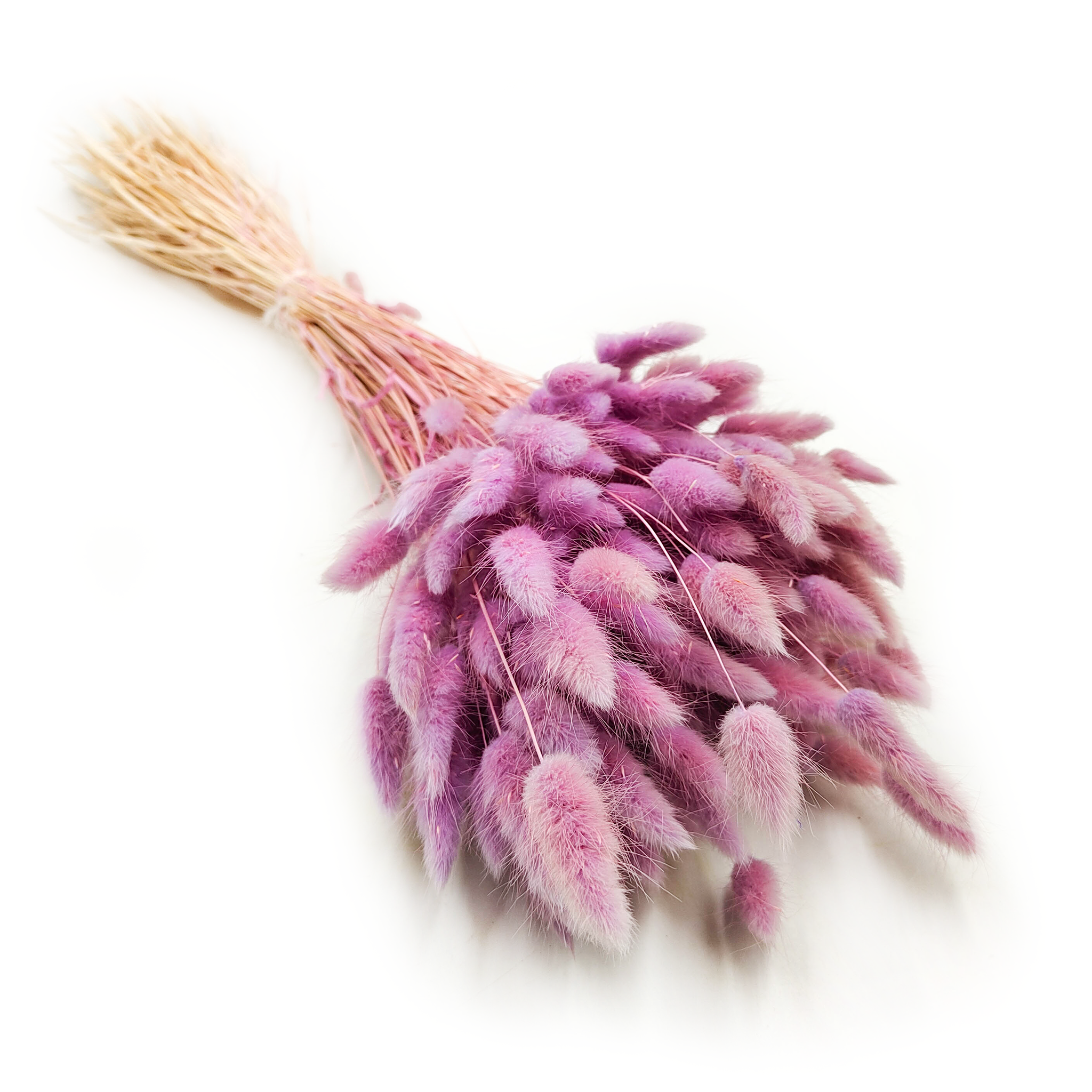 Lagurus séché – Queue-de-lièvre – Couleur bruyère