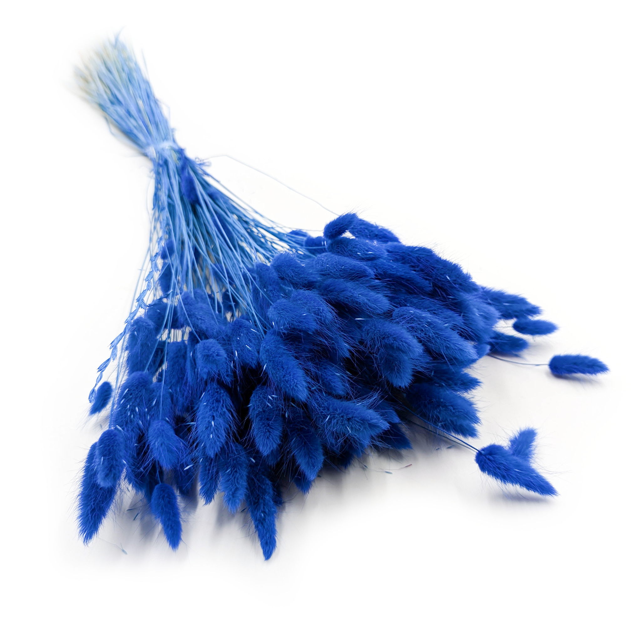 Lagurus séché – Queue-de-lièvre – Bleu marine
