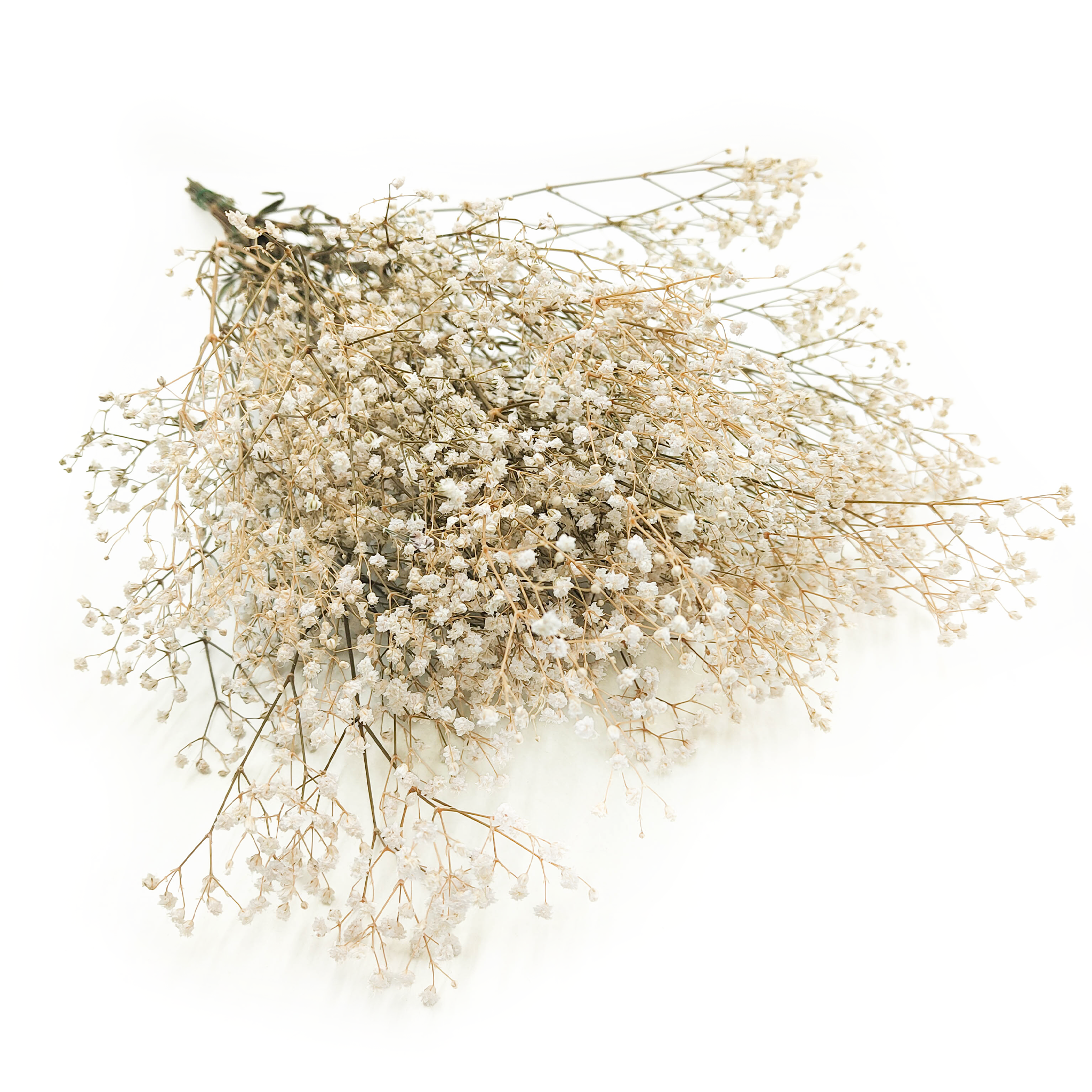 Gypsophile stabilisée – Naturelle Blanche