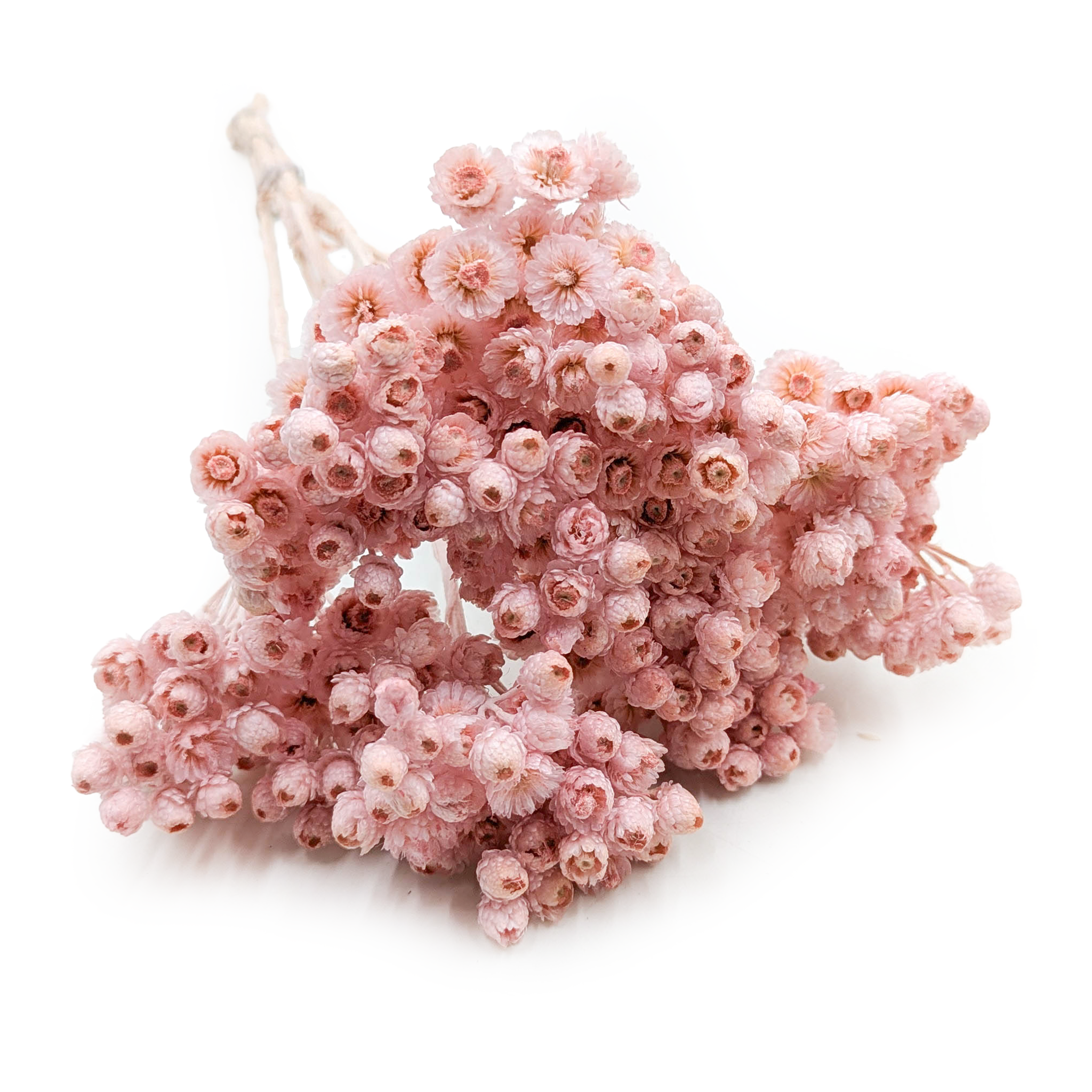 Immortelle Italienne Séchée – (Helichrysum italicum) – Rose