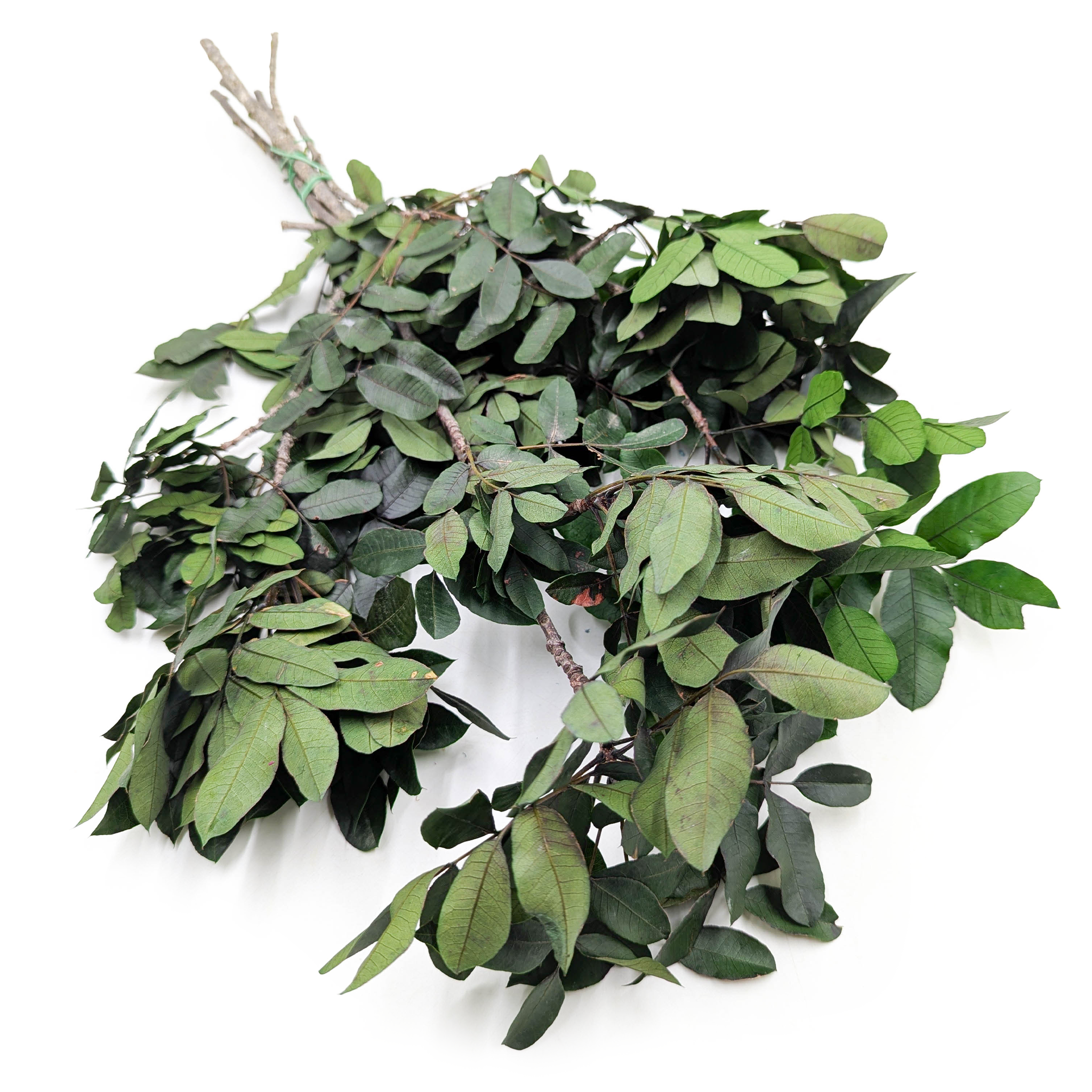 Pistachier stabilisé – Pistacia – Vert