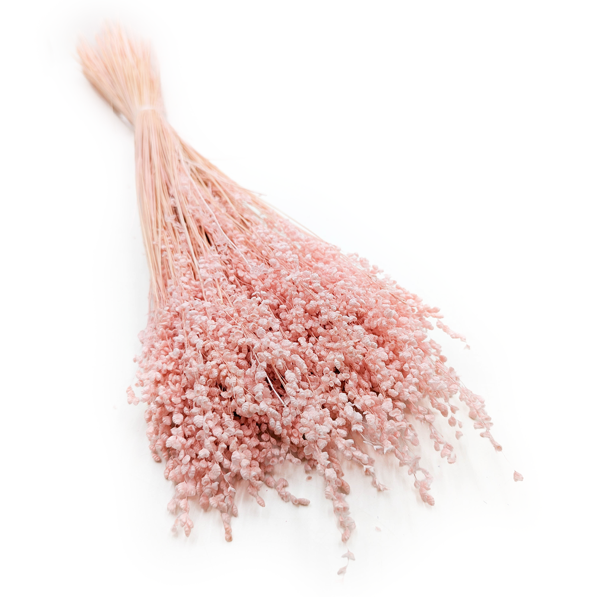 Briza minima séchée – Mini Briza – Rose
