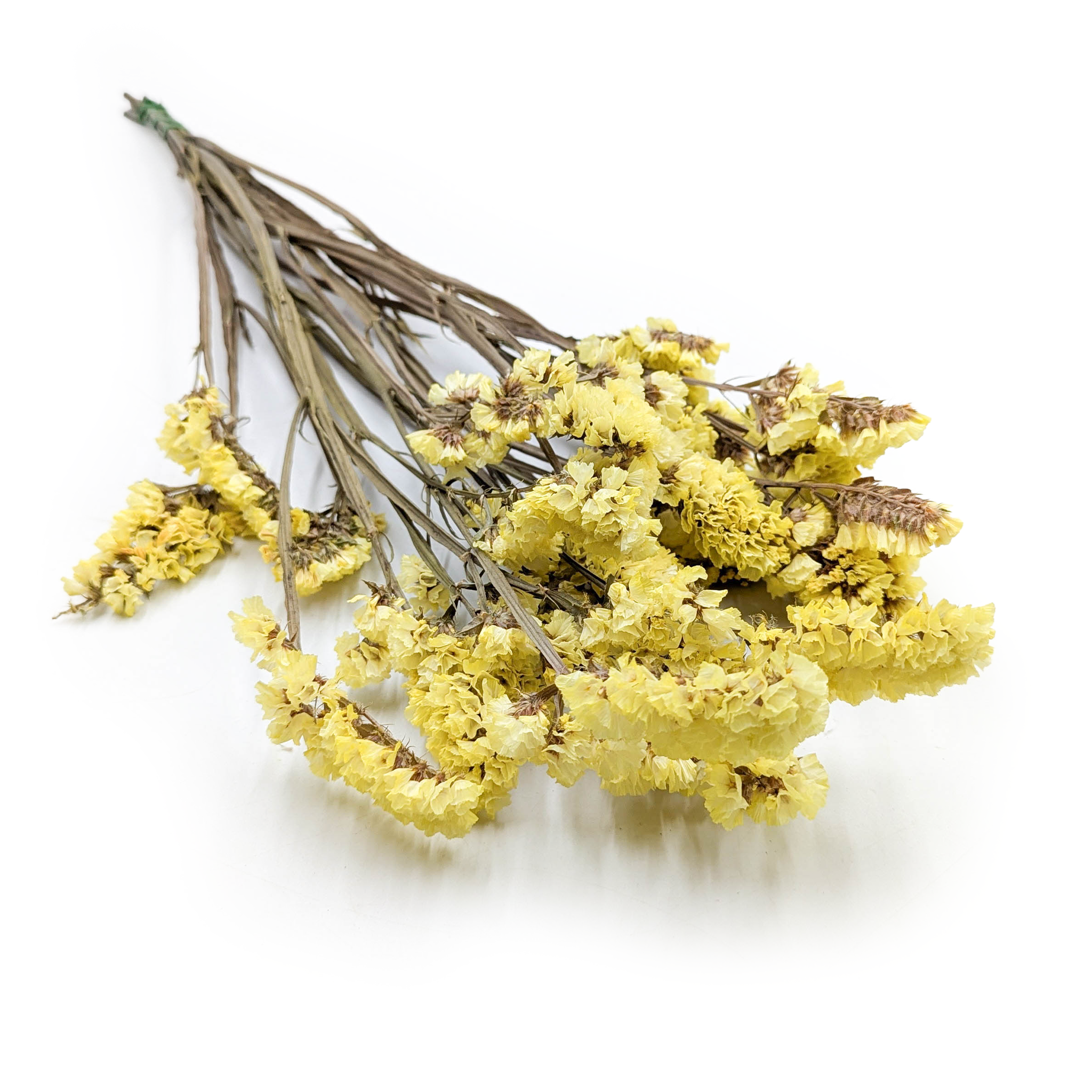 Statice stabilisé – Limonium sinuatum – Jaune