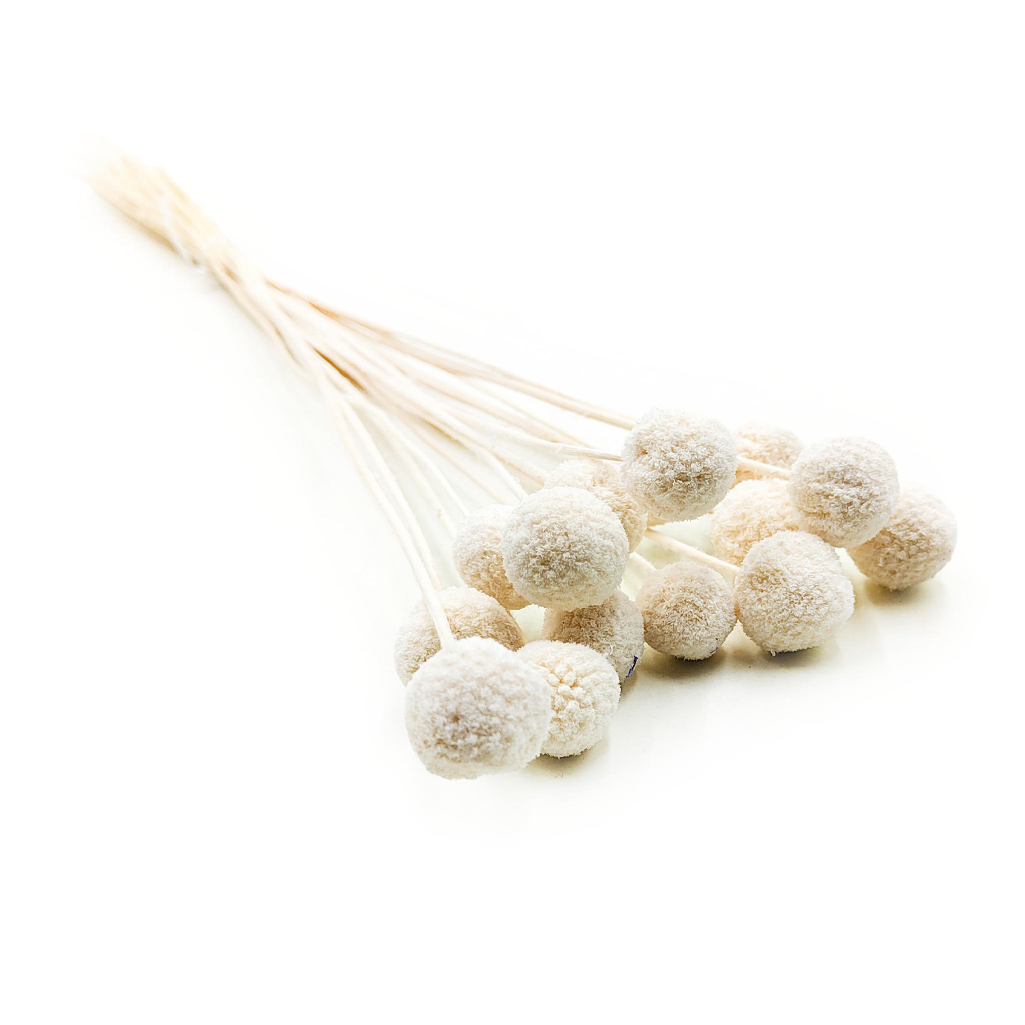 Craspédia séchée – (Craspedia Natural Extra) – Blanchie – bouquet de 15 tiges