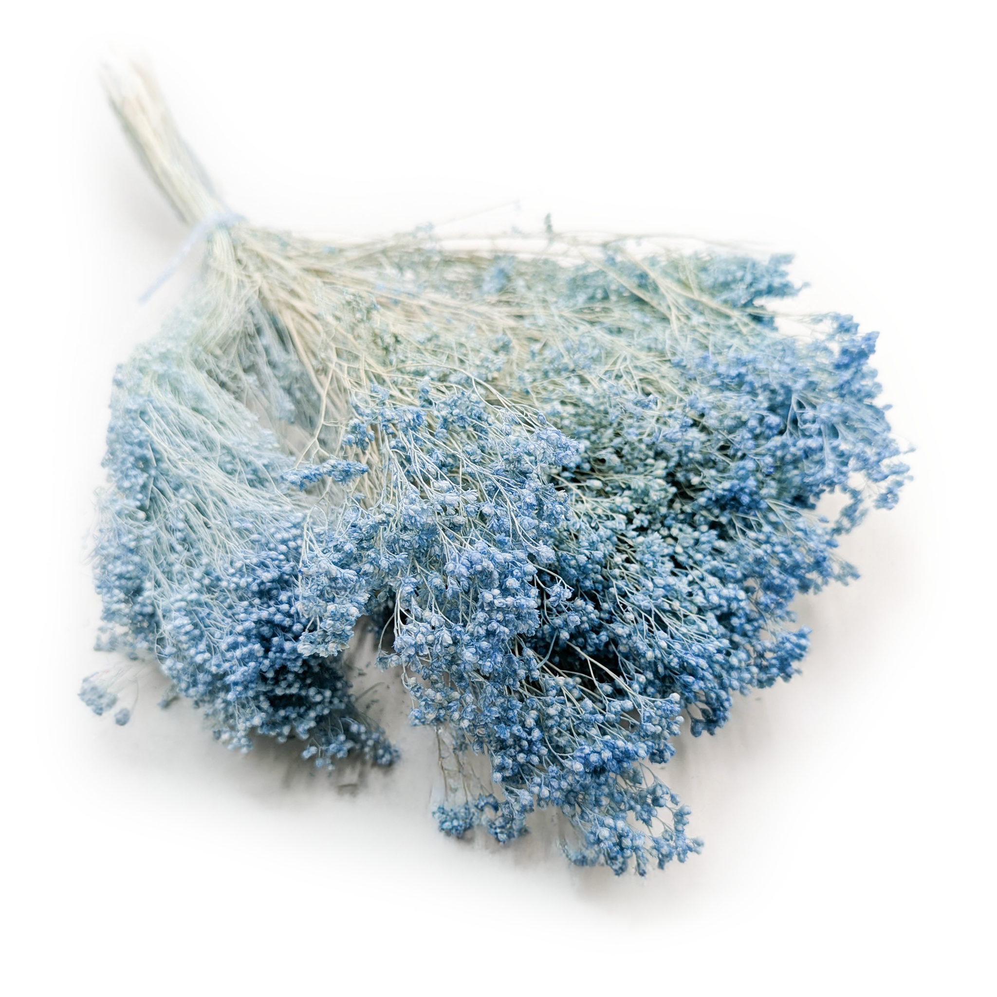 Broom Bloom séché – Genêt – Bleu azur