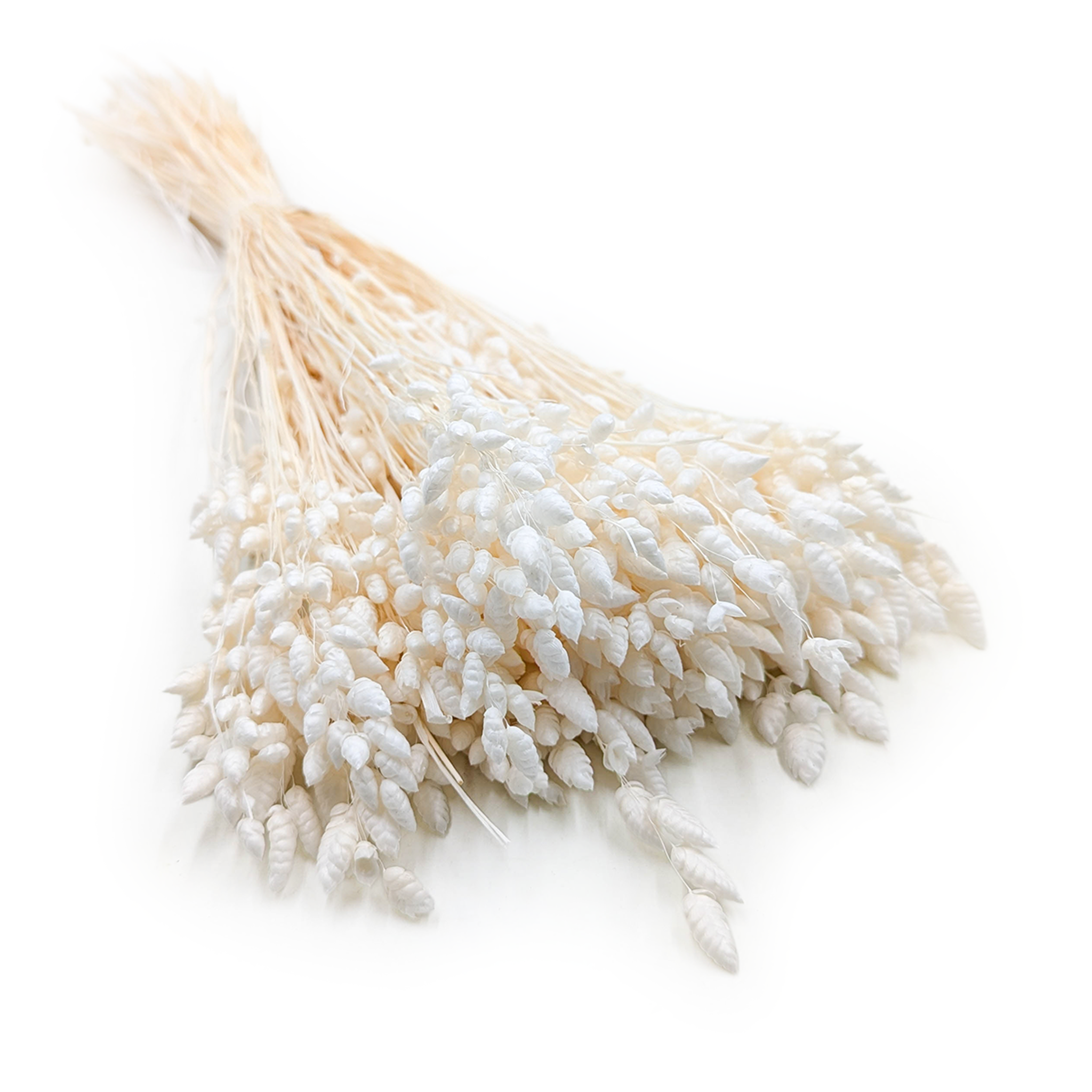 Brize séchée – (Briza Maxima) – Blanchie
