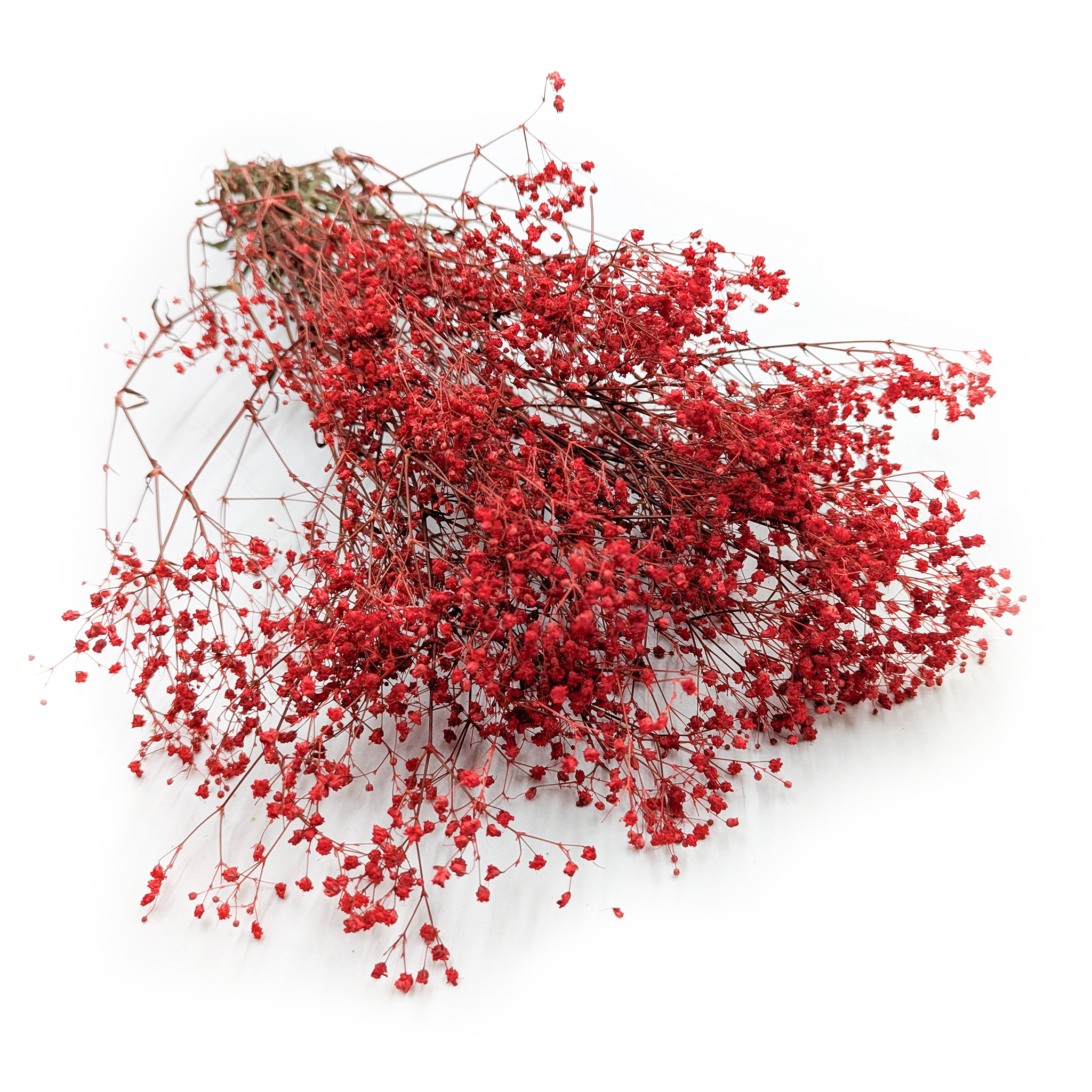 Gypsophile Stabilisée – Rouge Pastel